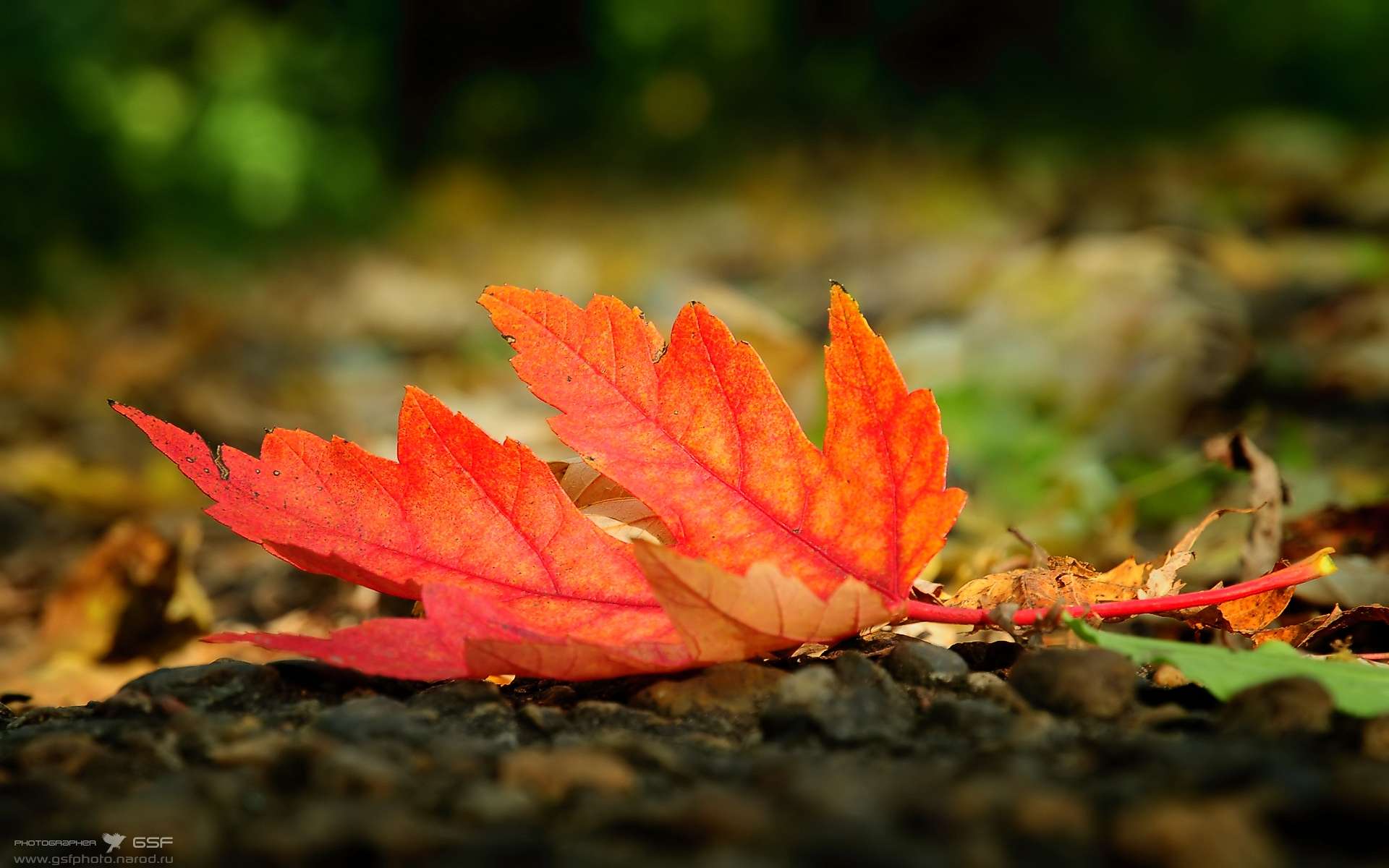 Free download wallpaper Leaf, Earth on your PC desktop