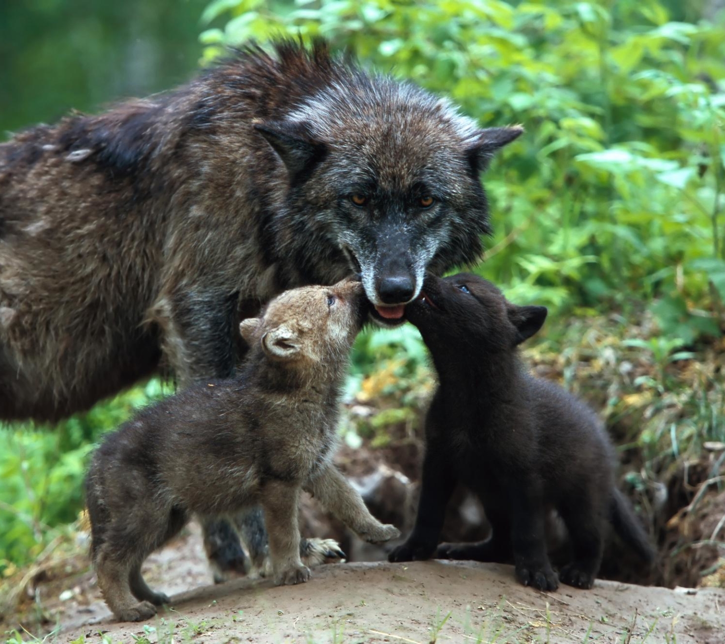Téléchargez gratuitement l'image Animaux, Loup, Chiot, Bébé Animal, Wolves sur le bureau de votre PC