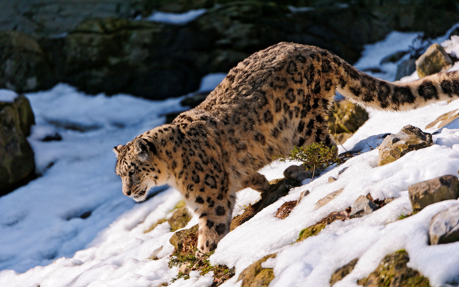 265029 descargar fondo de pantalla animales, leopardo de las nieves, gatos: protectores de pantalla e imágenes gratis