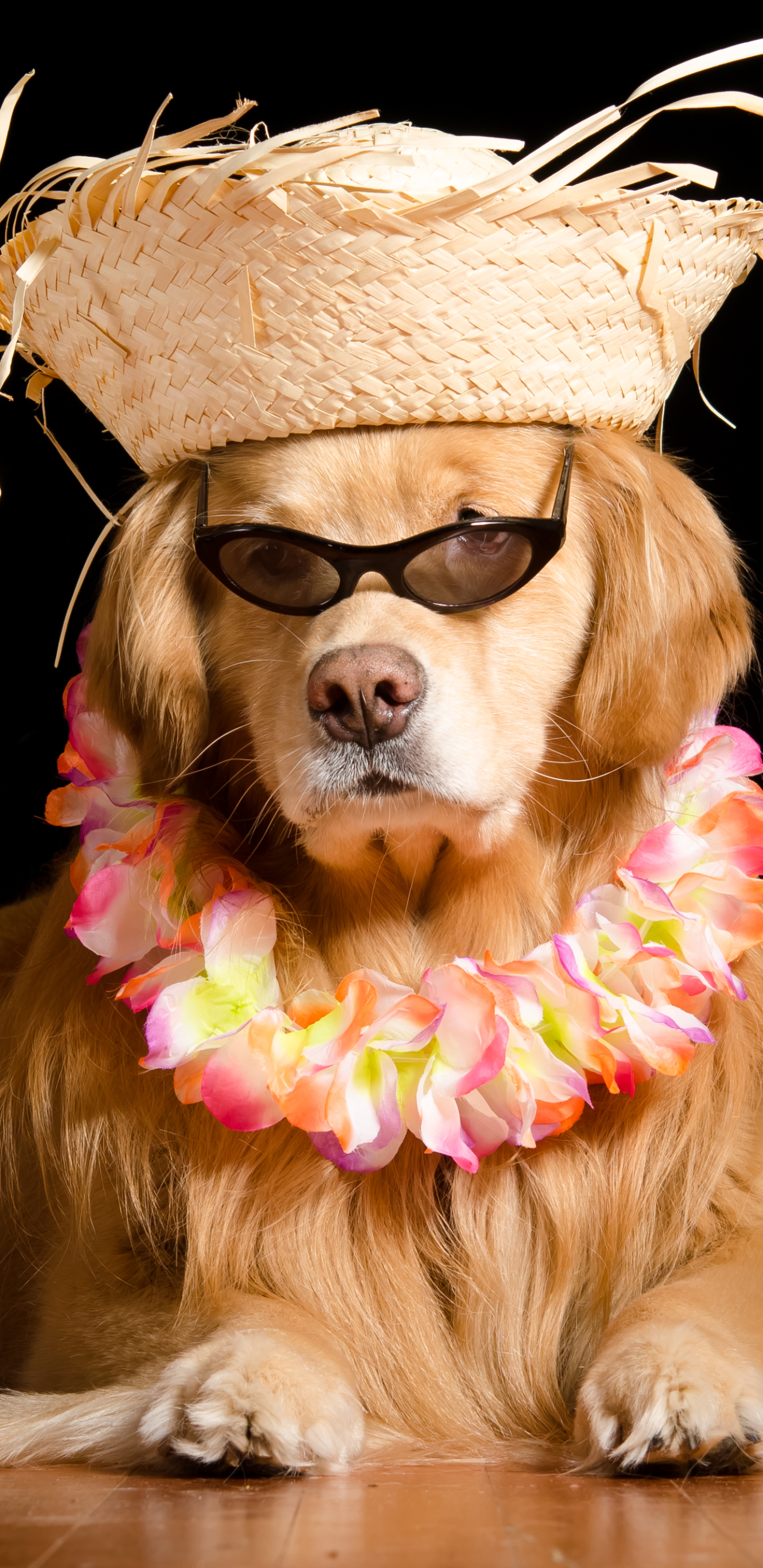 Download mobile wallpaper Funny, Dogs, Dog, Animal, Golden Retriever, Hat, Sunglasses for free.