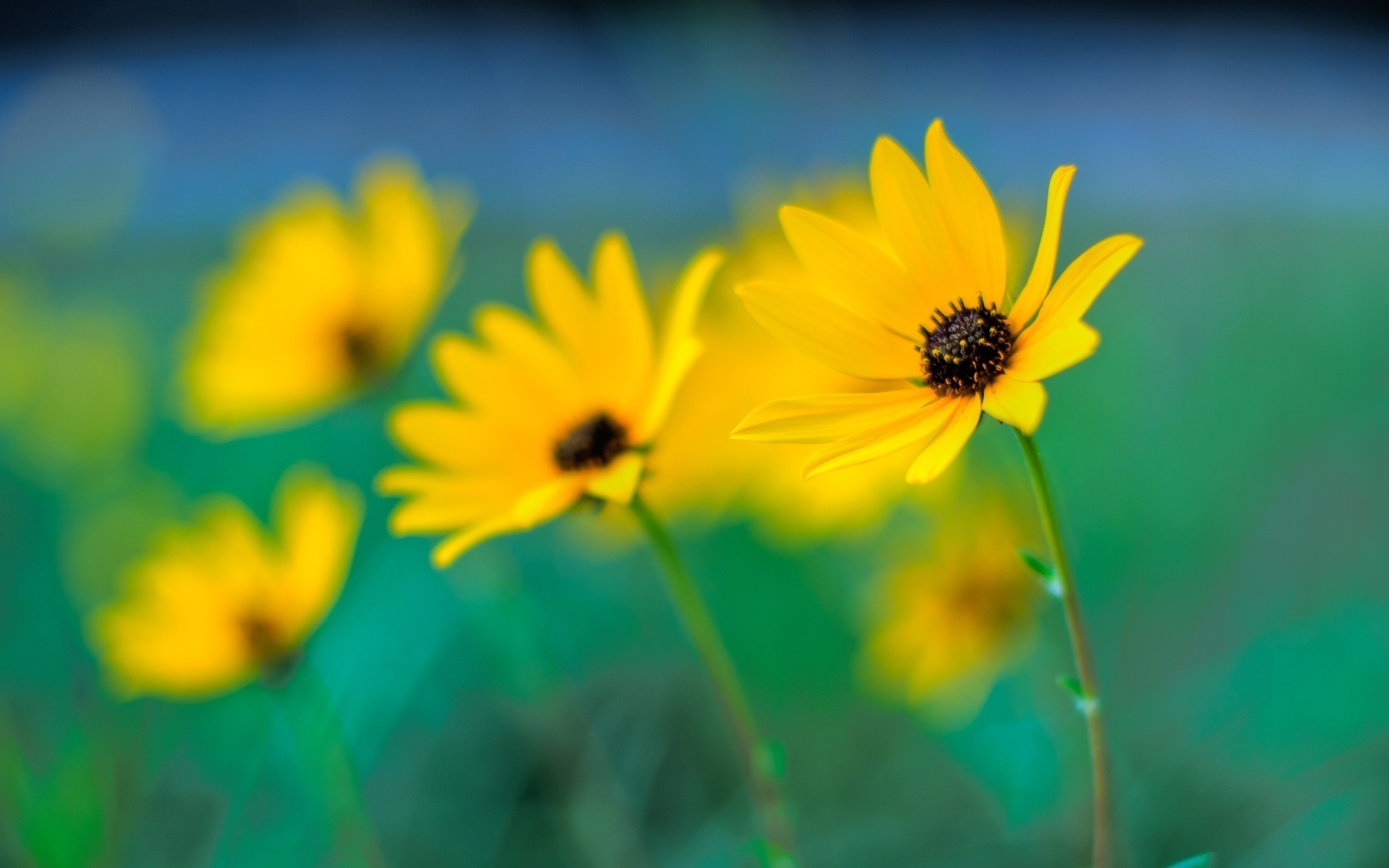 Téléchargez gratuitement l'image Fleurs, Fleur, Terre/nature sur le bureau de votre PC