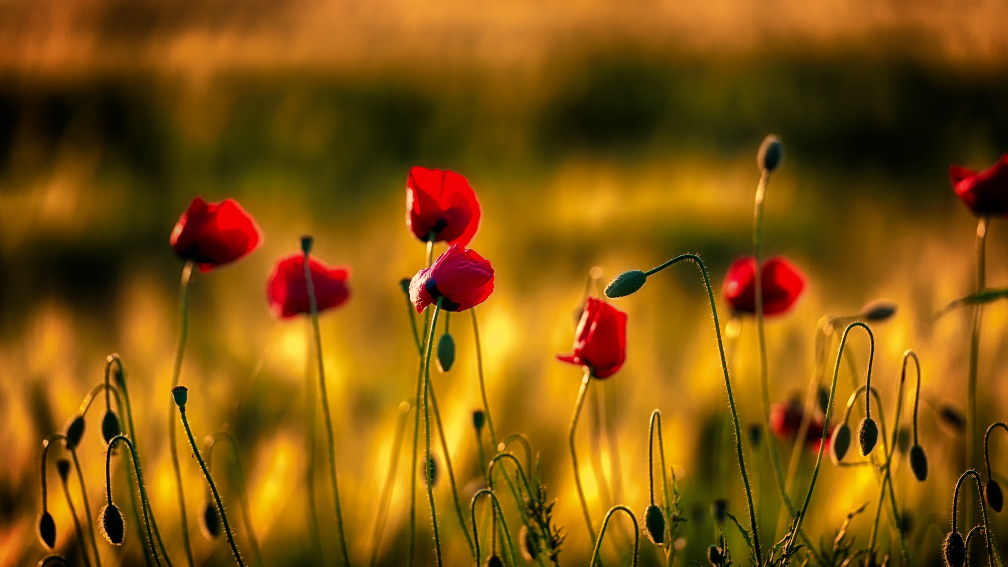 Téléchargez des papiers peints mobile Fleurs, Fleur, Coquelicot, Fleur Rouge, La Nature, Terre/nature gratuitement.