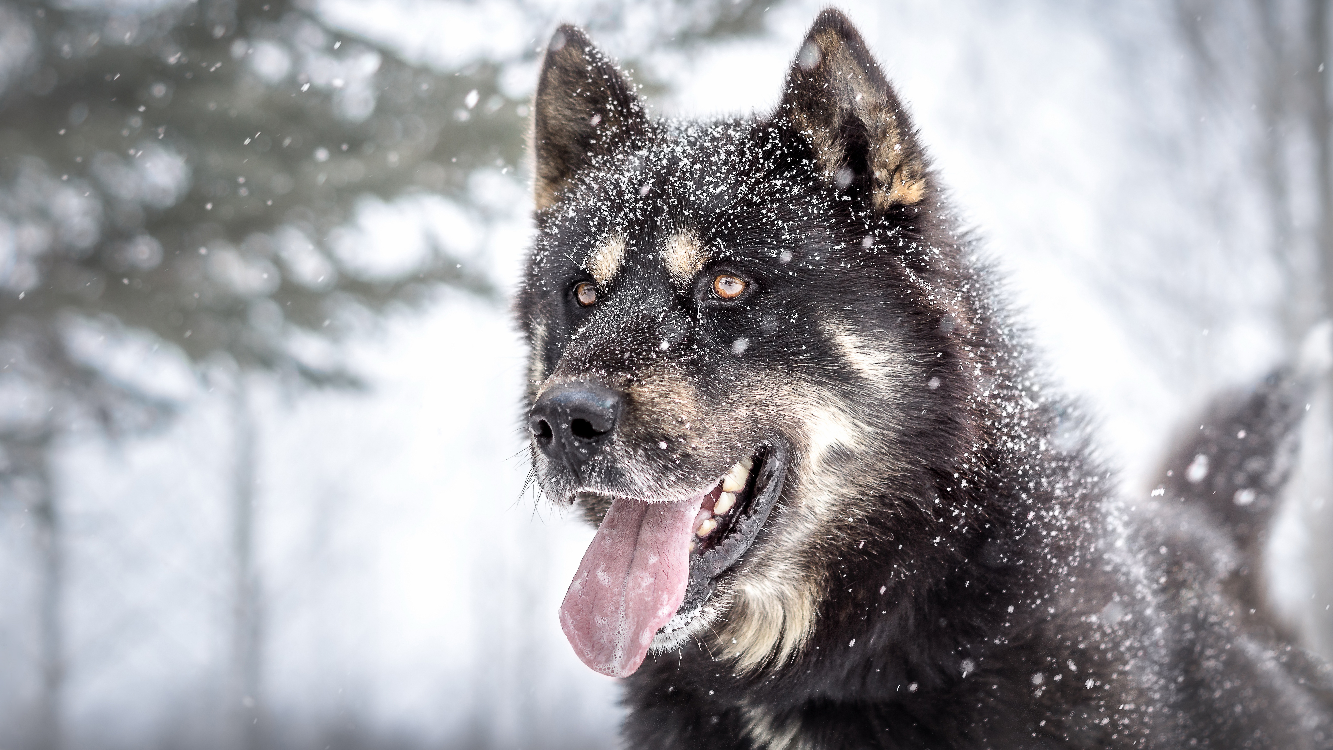 無料モバイル壁紙動物, 冬, 犬, 銃口, 降雪, シベリアンハスキーをダウンロードします。