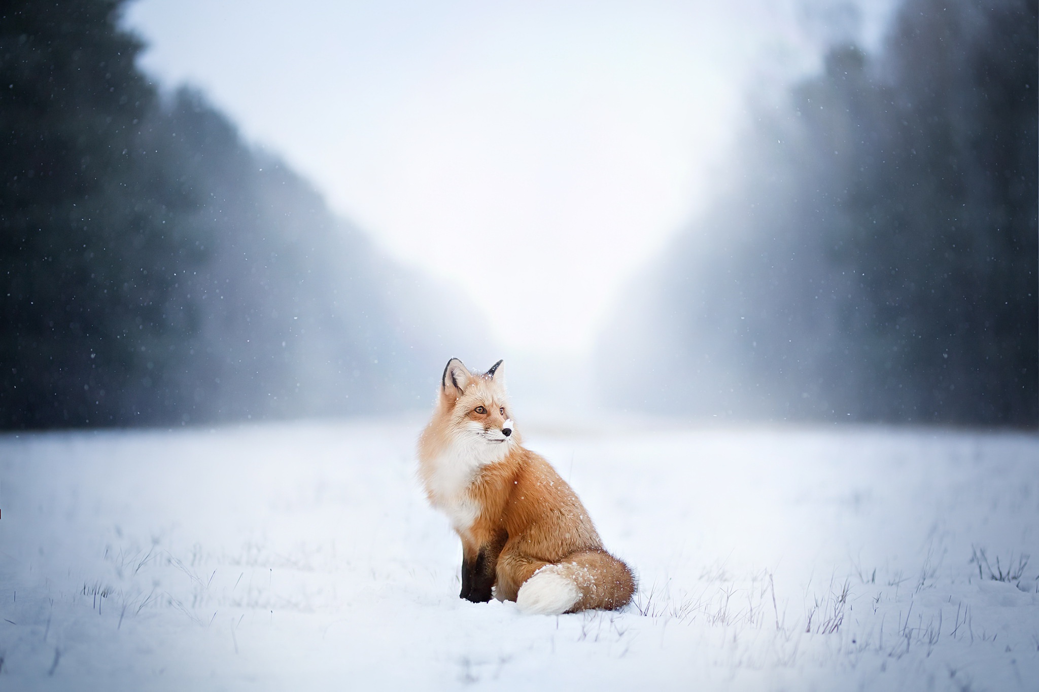 Free download wallpaper Winter, Snow, Fox, Animal, Snowfall, Depth Of Field on your PC desktop