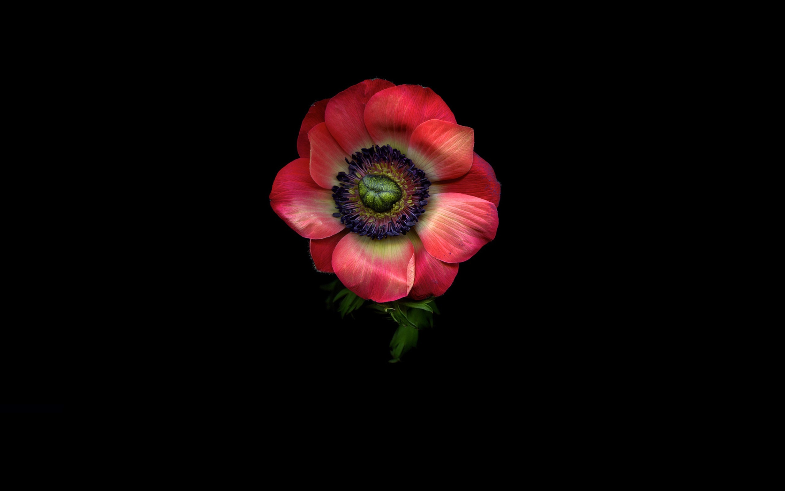 Laden Sie das Blumen, Blume, Nahansicht, Erde/natur, Pinke Blume, Windröschen-Bild kostenlos auf Ihren PC-Desktop herunter