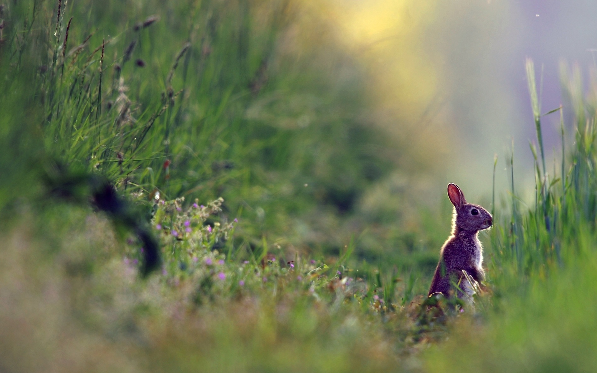 Descarga gratis la imagen Animales, Conejo en el escritorio de tu PC