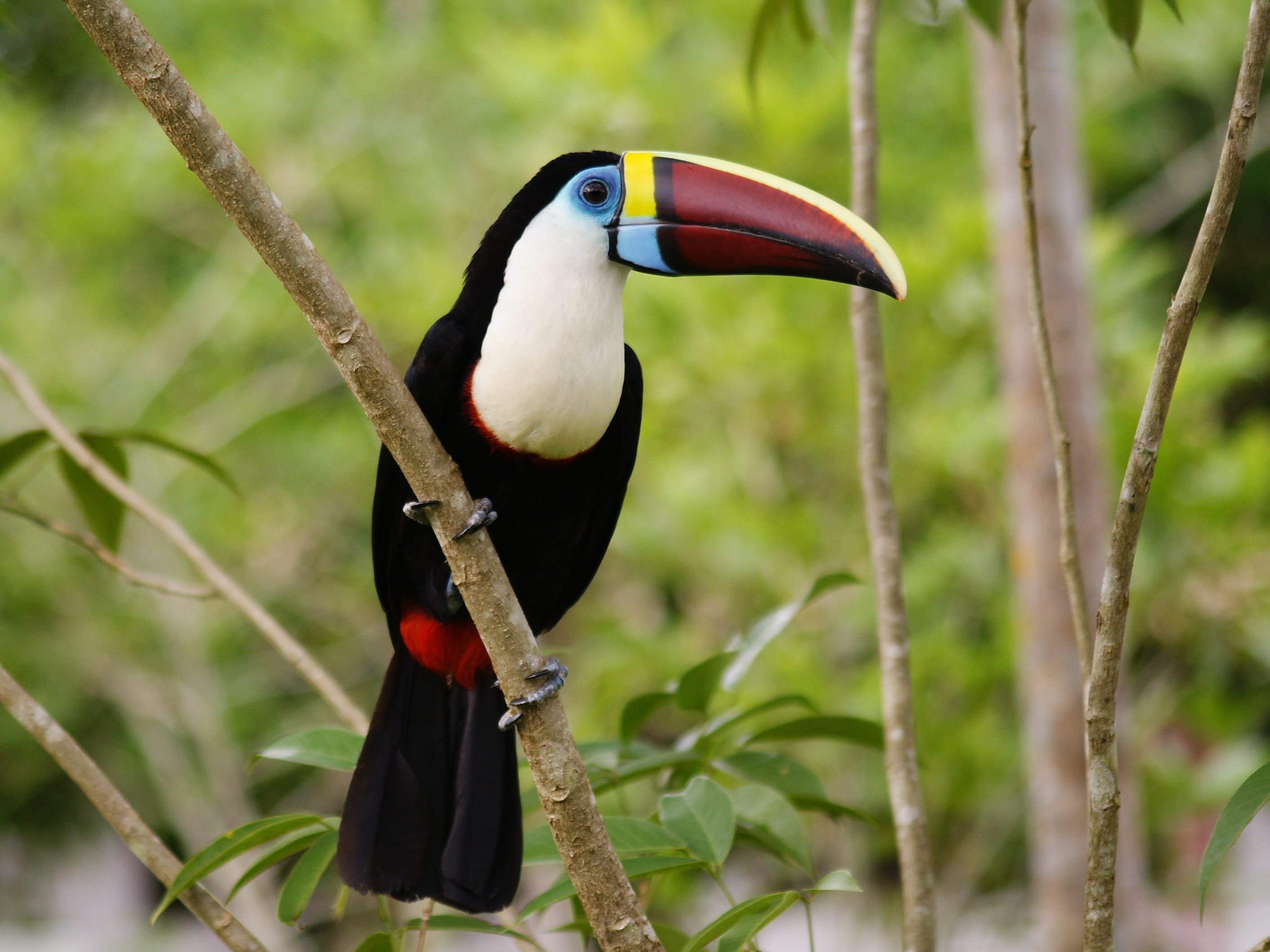 Download mobile wallpaper Birds, Bird, Branch, Animal, Colorful, Toucan for free.