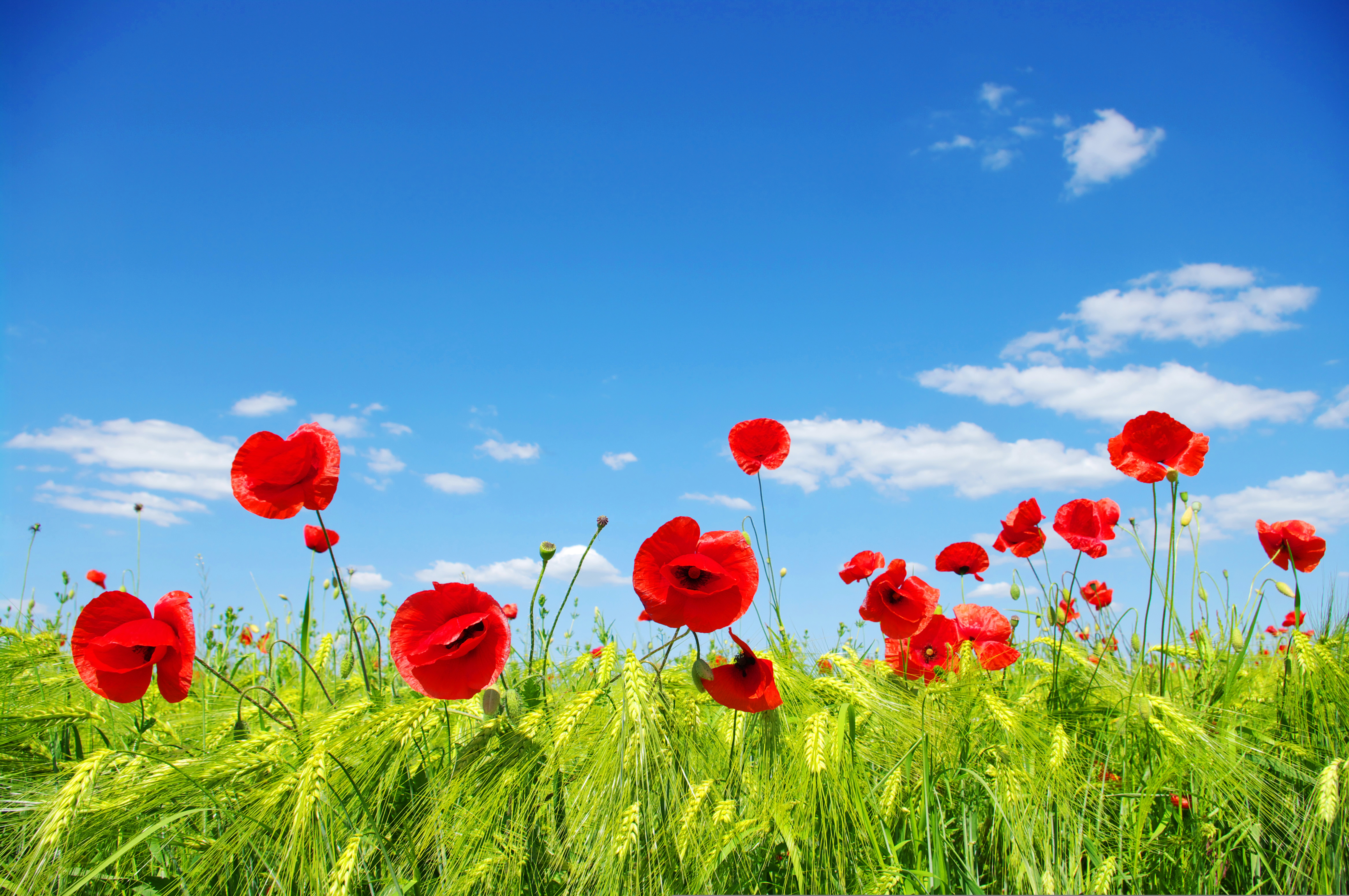 Download mobile wallpaper Nature, Flowers, Sky, Summer, Wheat, Flower, Earth, Field, Poppy, Red Flower for free.