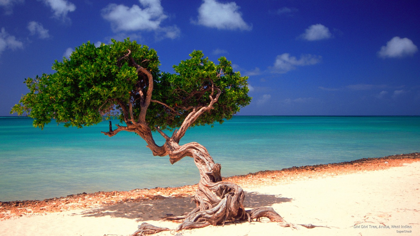 734358 скачать картинку земля/природа, искривленное дерево, аруба, пляж, природа - обои и заставки бесплатно