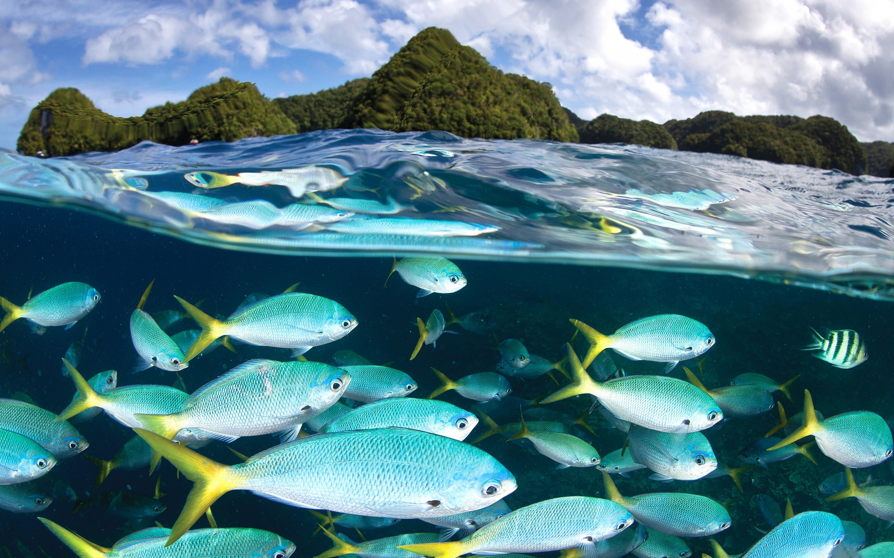 Laden Sie das Tiere, Fische, Fisch, Unterwasser, Seeleben-Bild kostenlos auf Ihren PC-Desktop herunter