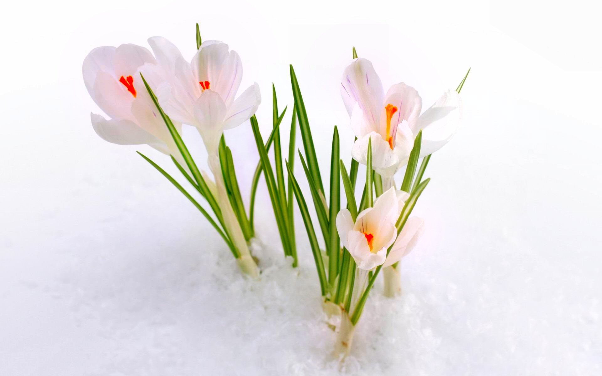 355739 descargar imagen azafrán, primavera, tierra/naturaleza, flor, naturaleza, nieve, blanco, flores: fondos de pantalla y protectores de pantalla gratis