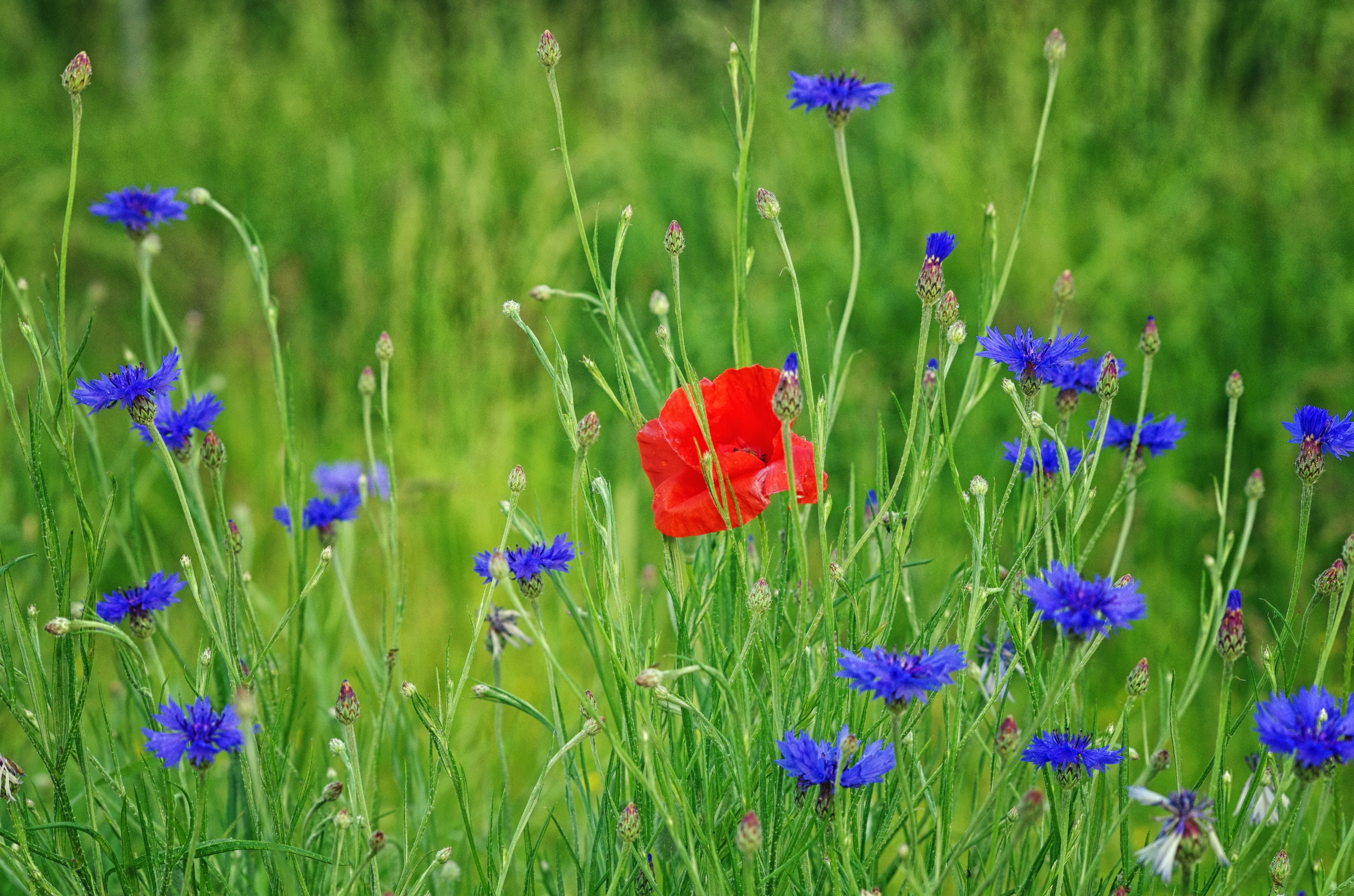 Handy-Wallpaper Natur, Blumen, Mohn, Sommer, Blume, Rote Blume, Erde/natur, Blaue Blume kostenlos herunterladen.