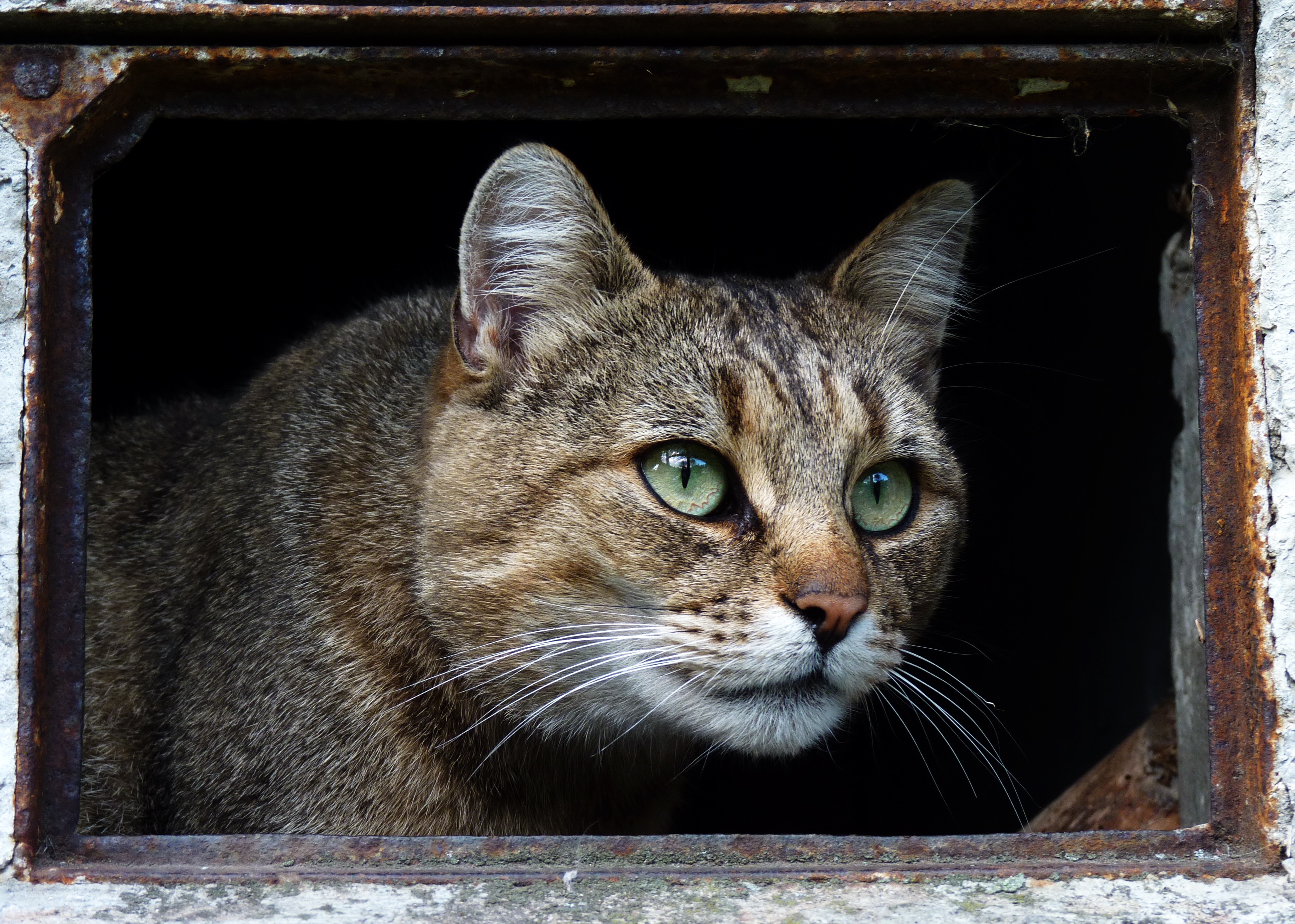 Descarga gratis la imagen Animales, Gatos, Gato, Óxido, Mirar Fijamente en el escritorio de tu PC