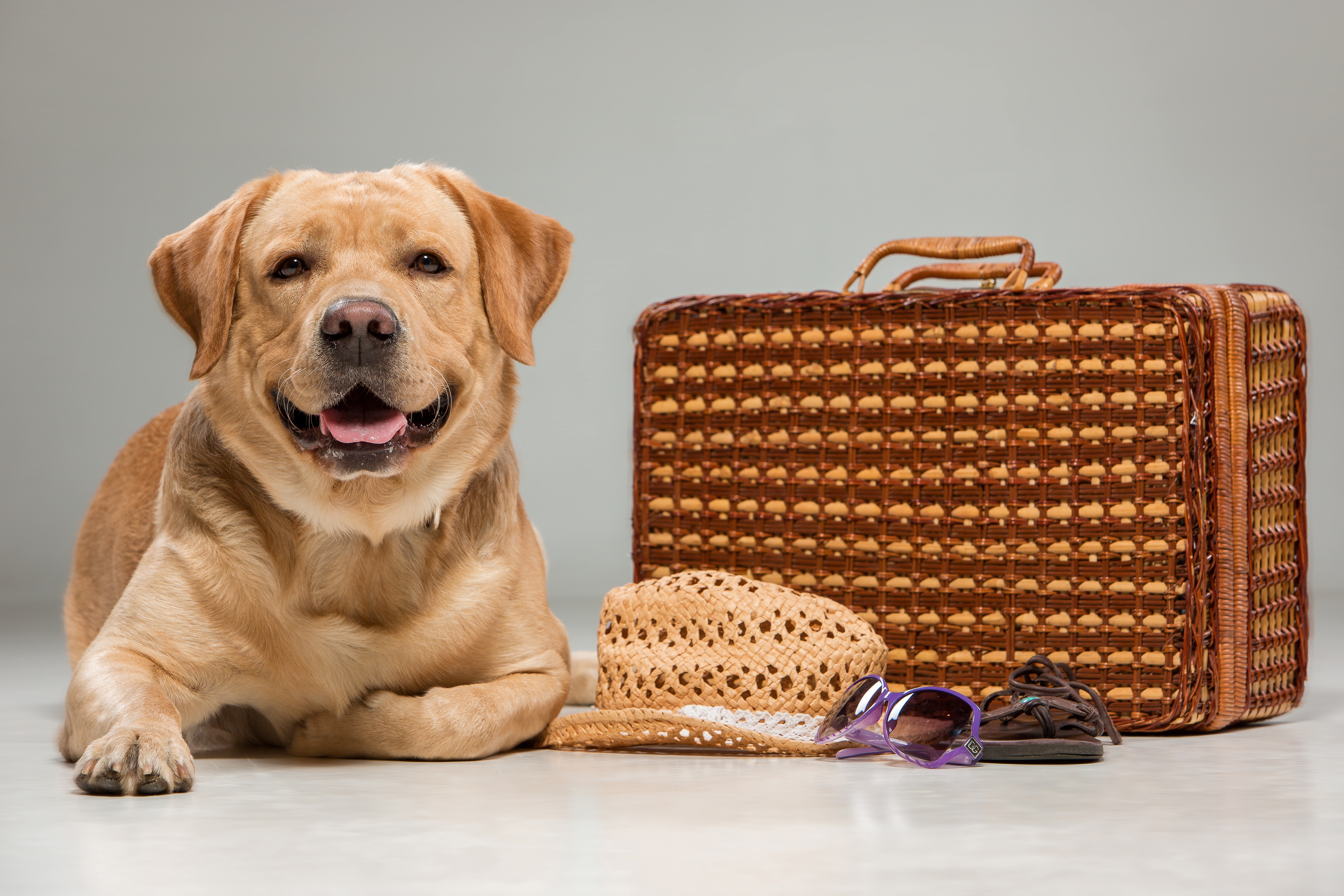 Handy-Wallpaper Tiere, Hunde, Hund, Koffer, Labrador kostenlos herunterladen.