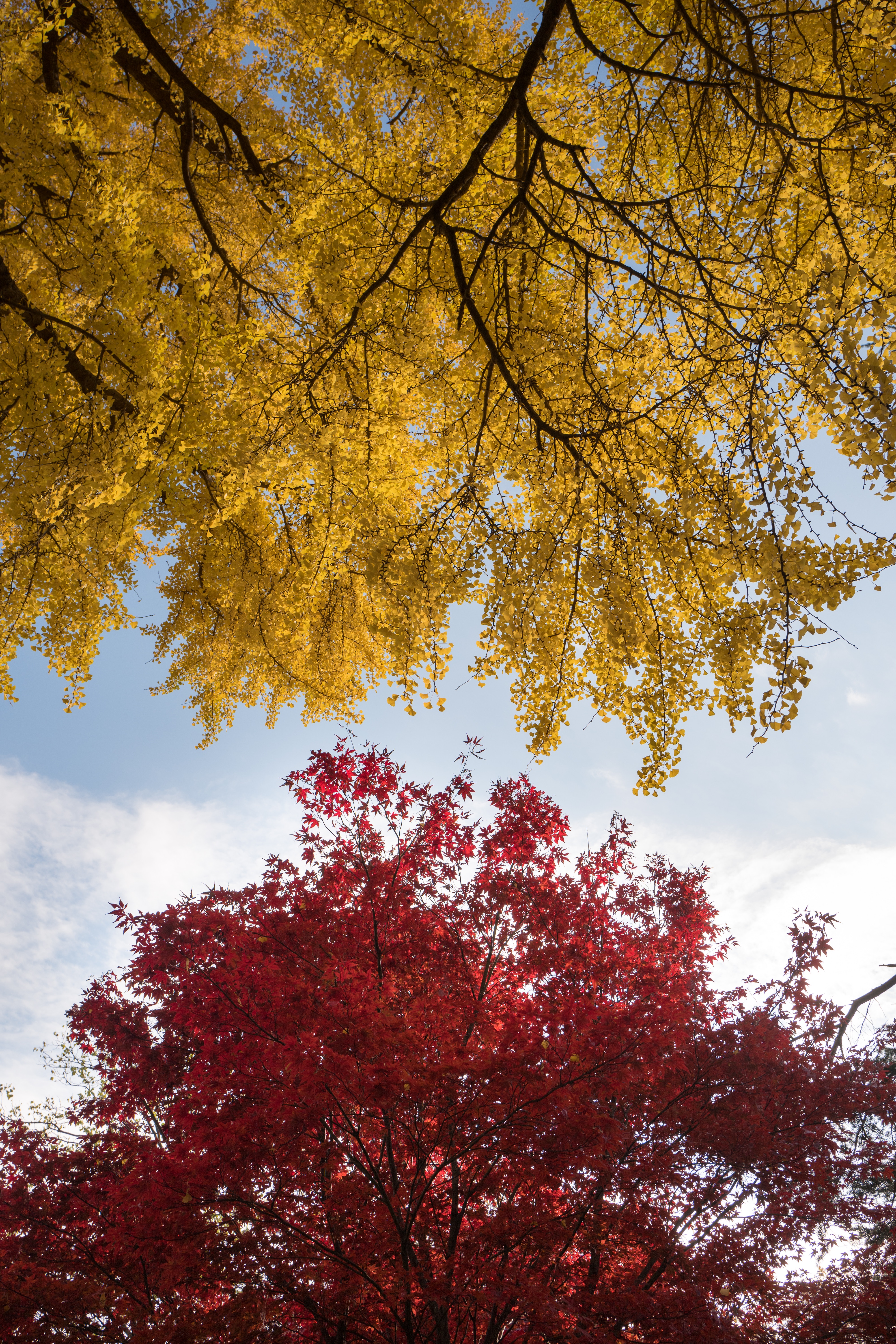 118182 завантажити картинку природа, дерева, осінь, листя, барви осені, осінні фарби - шпалери і заставки безкоштовно