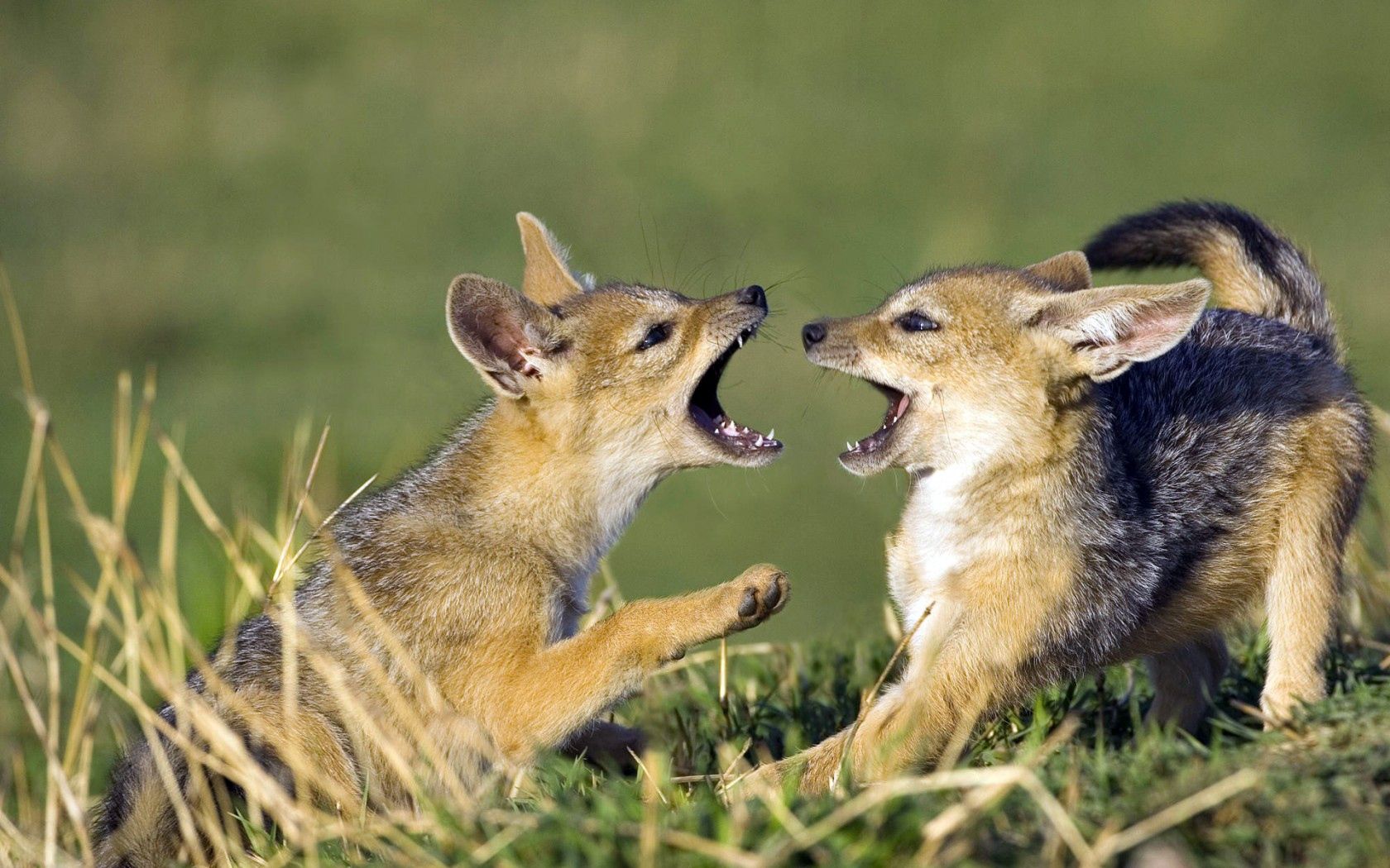 animals, couple, pair, fangs, to fall, mouth, game, toddlers, kids, cubs