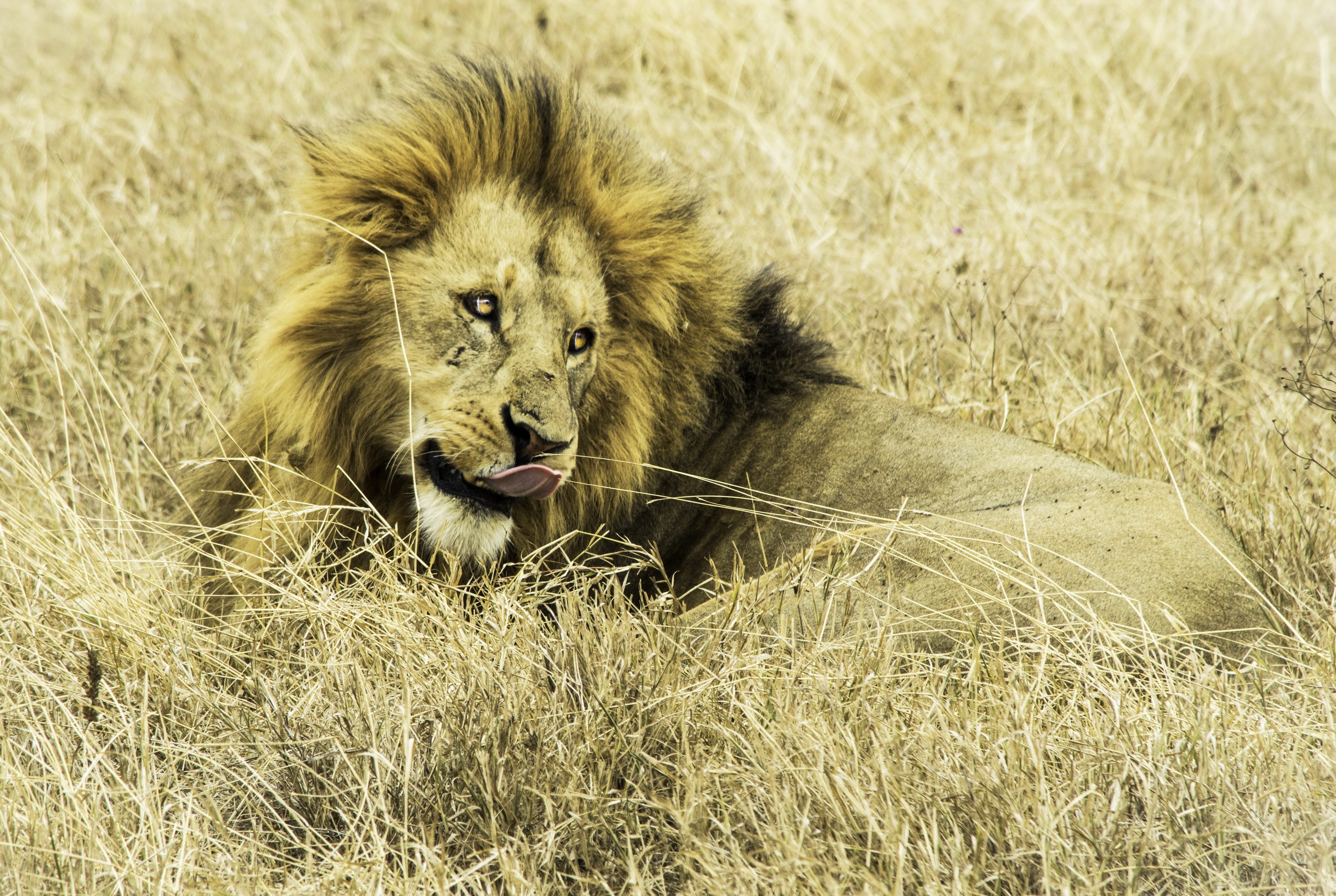 Téléchargez gratuitement l'image Animaux, Chats, Lion sur le bureau de votre PC