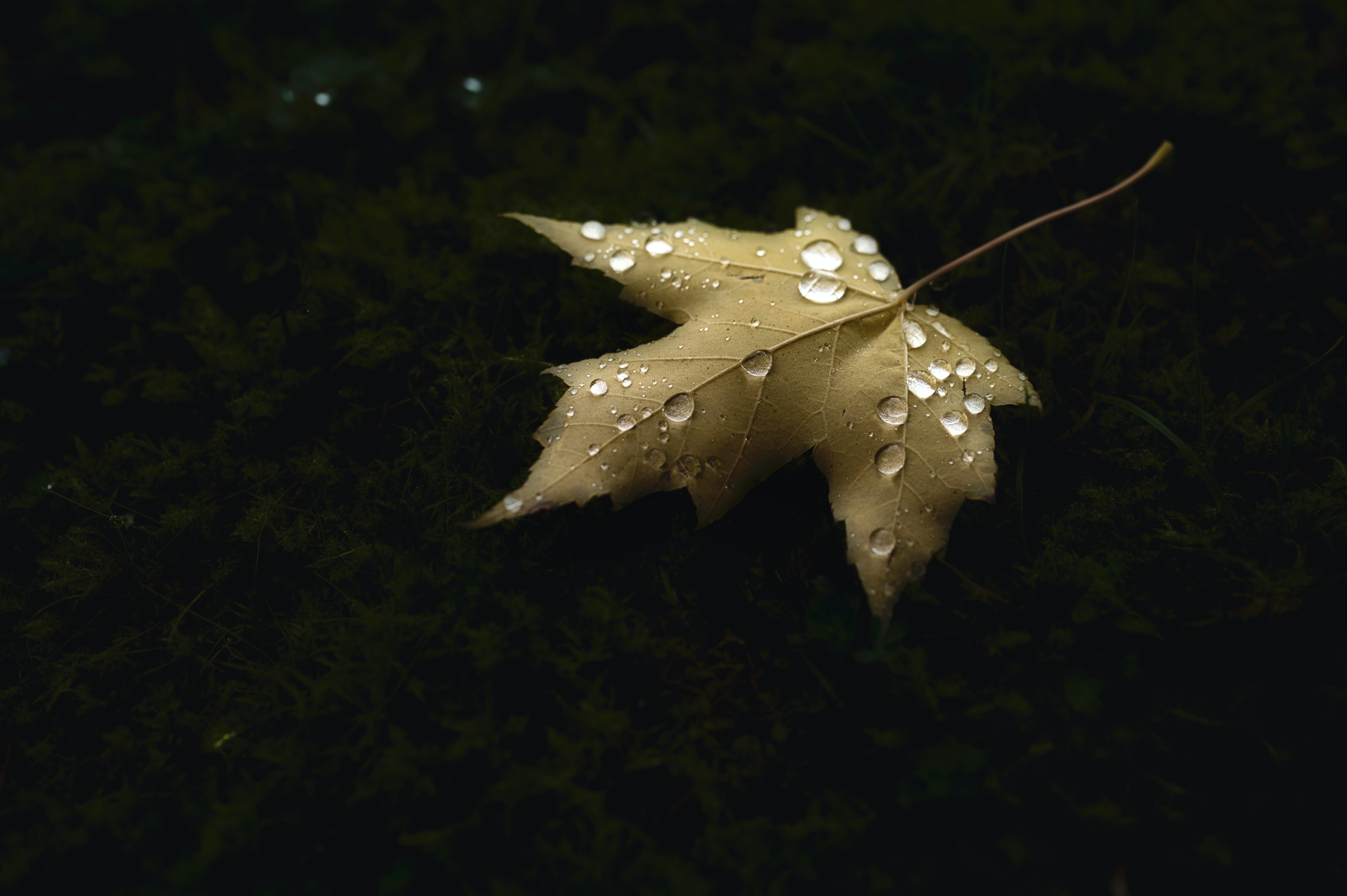 Download mobile wallpaper Autumn, Macro, Leaf, Sheet, Drops, Maple for free.