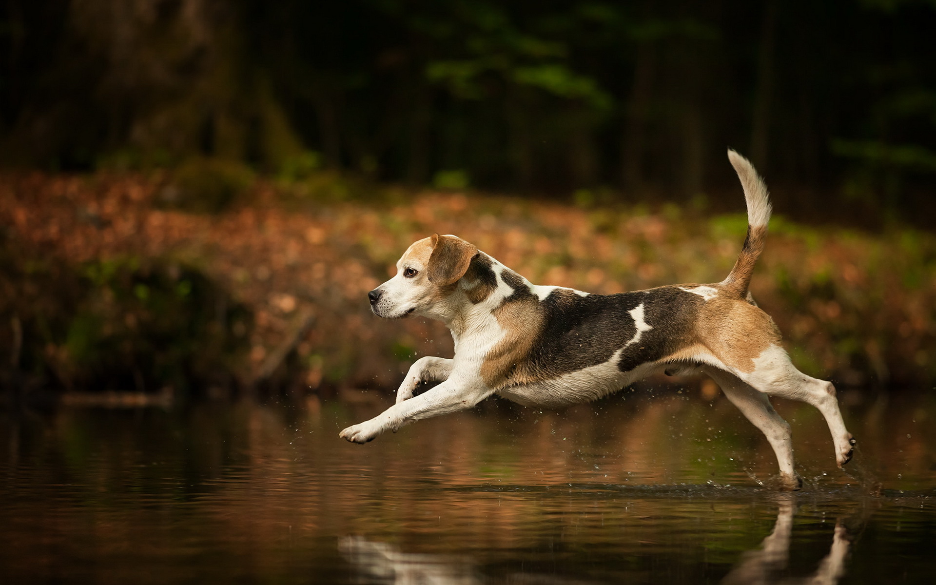 Download mobile wallpaper Dogs, Water, Reflection, Dog, Animal, Bokeh, Beagle for free.