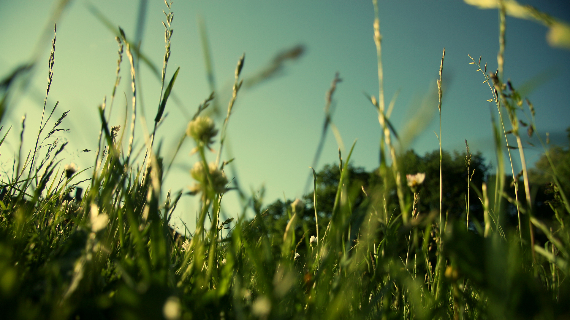 Laden Sie das Landschaft, Fotografie, Gras, Erde/natur-Bild kostenlos auf Ihren PC-Desktop herunter