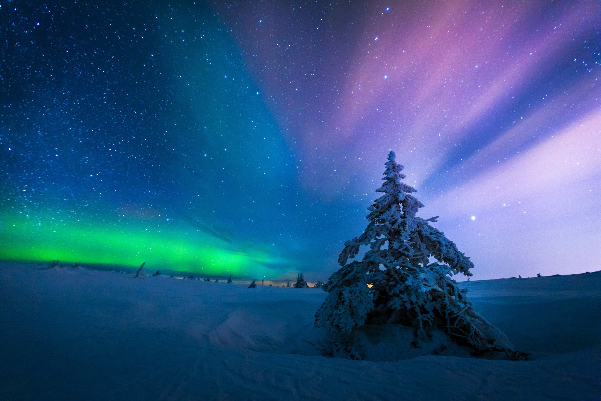 Скачать картинку Зима, Небо, Звезды, Ночь, Снег, Дерево, Звездное Небо, Северное Сияние, Земля/природа в телефон бесплатно.