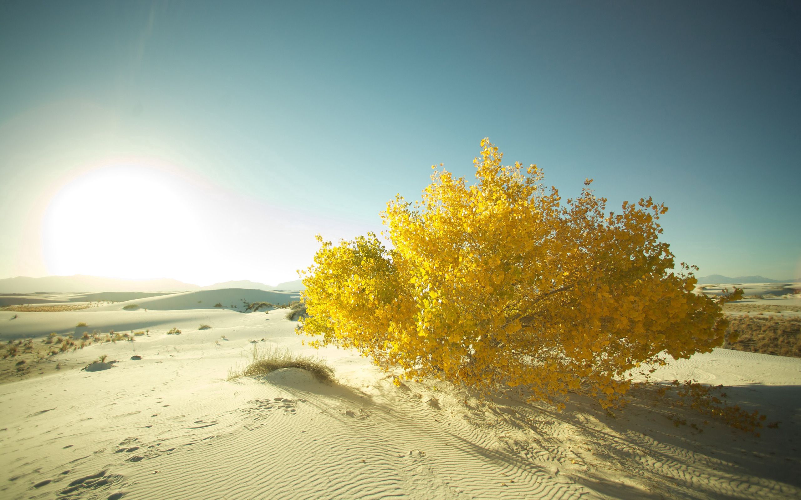 Скачать картинку Дерево, Природа, Песок, Пустыня, Листья в телефон бесплатно.