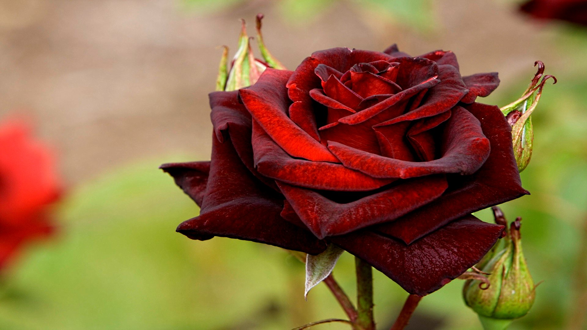 Descarga gratuita de fondo de pantalla para móvil de Flores, Rosa, Tierra/naturaleza.