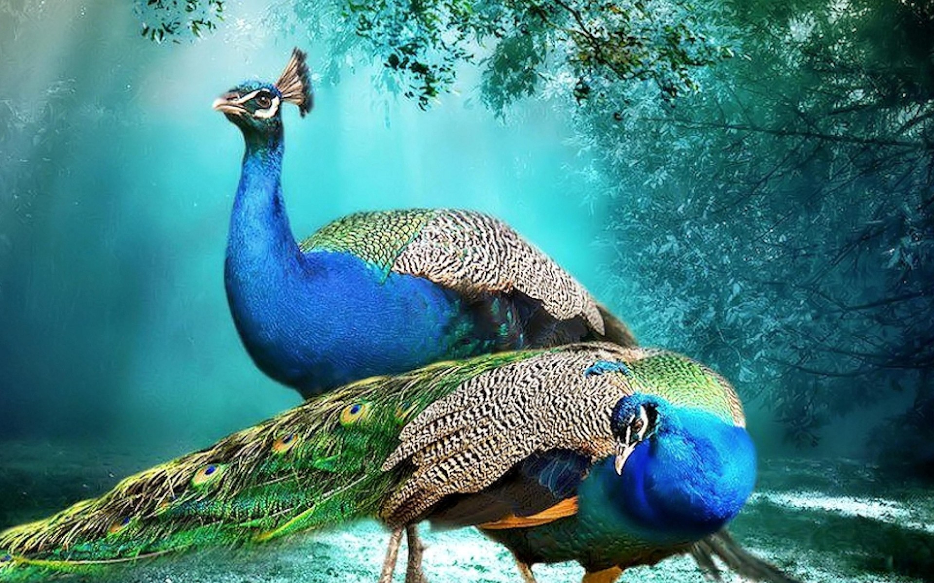 無料モバイル壁紙動物, 鳥, 孔雀, フェザー, 青い, 色, カラフルをダウンロードします。