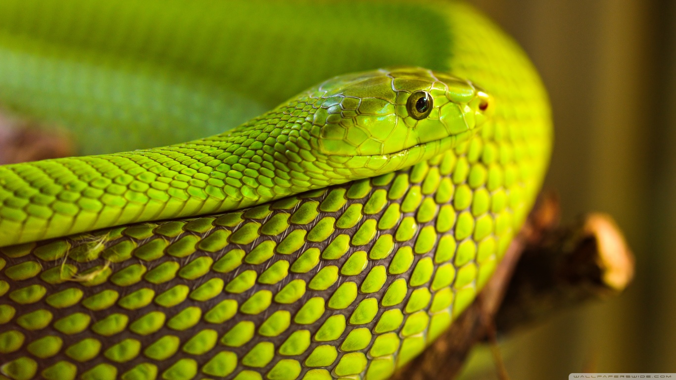 Descarga gratuita de fondo de pantalla para móvil de Animales, Serpiente, Reptiles.
