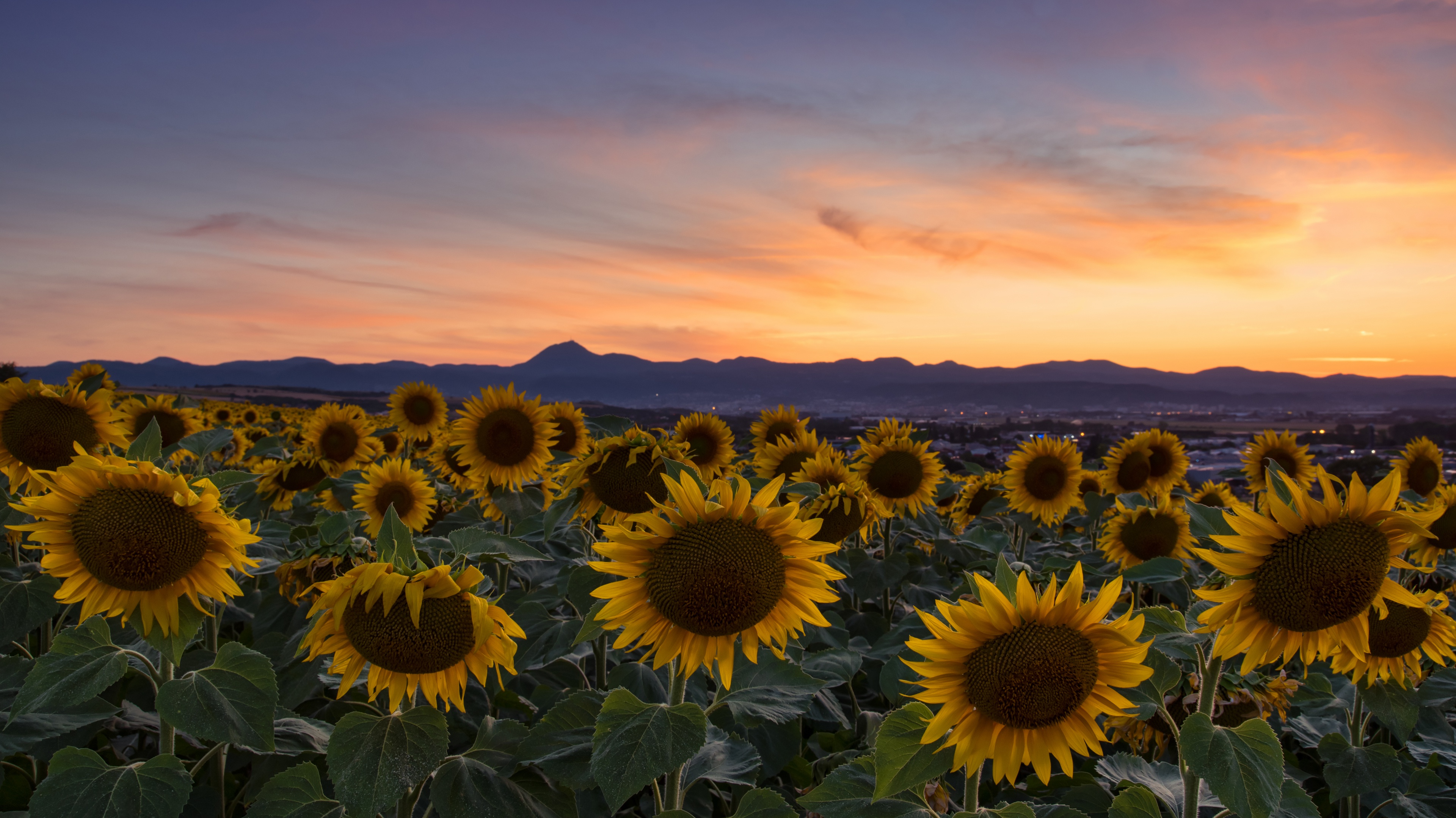 Descarga gratuita de fondo de pantalla para móvil de Flores, Campo, Nube, Girasol, Atardecer, Tierra/naturaleza.