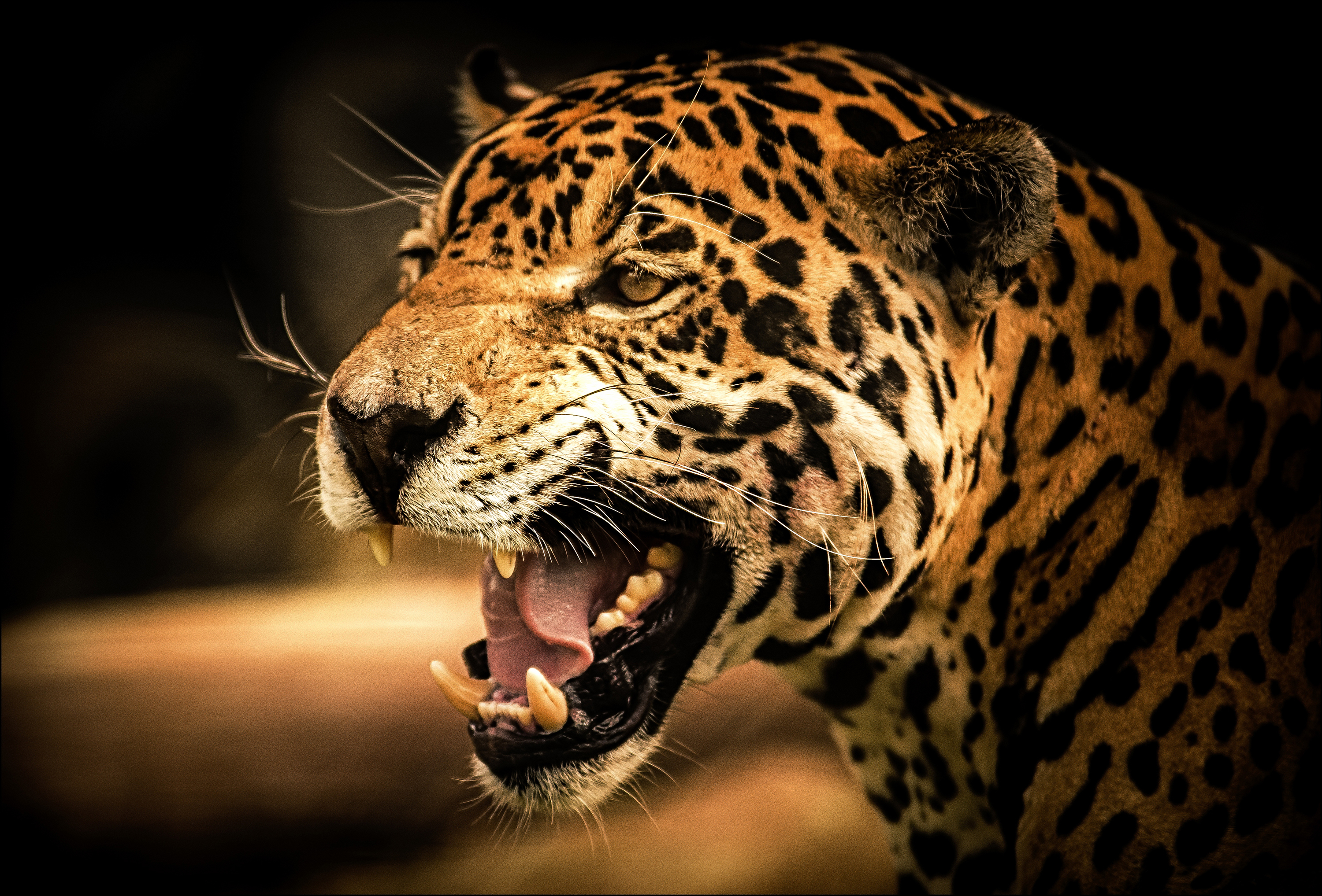 299606 télécharger l'image animaux, jaguar, chats - fonds d'écran et économiseurs d'écran gratuits