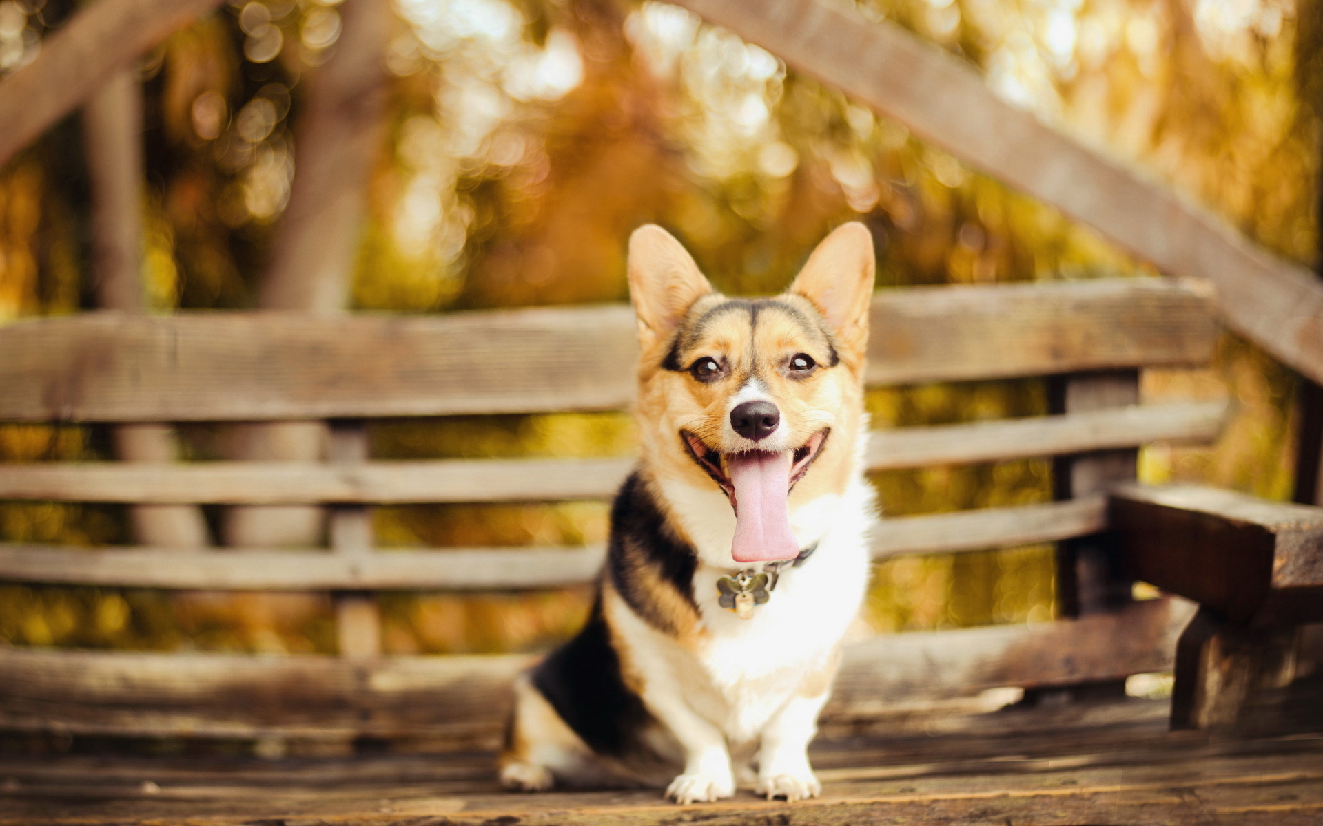 Descarga gratuita de fondo de pantalla para móvil de Animales, Perros, Perro.