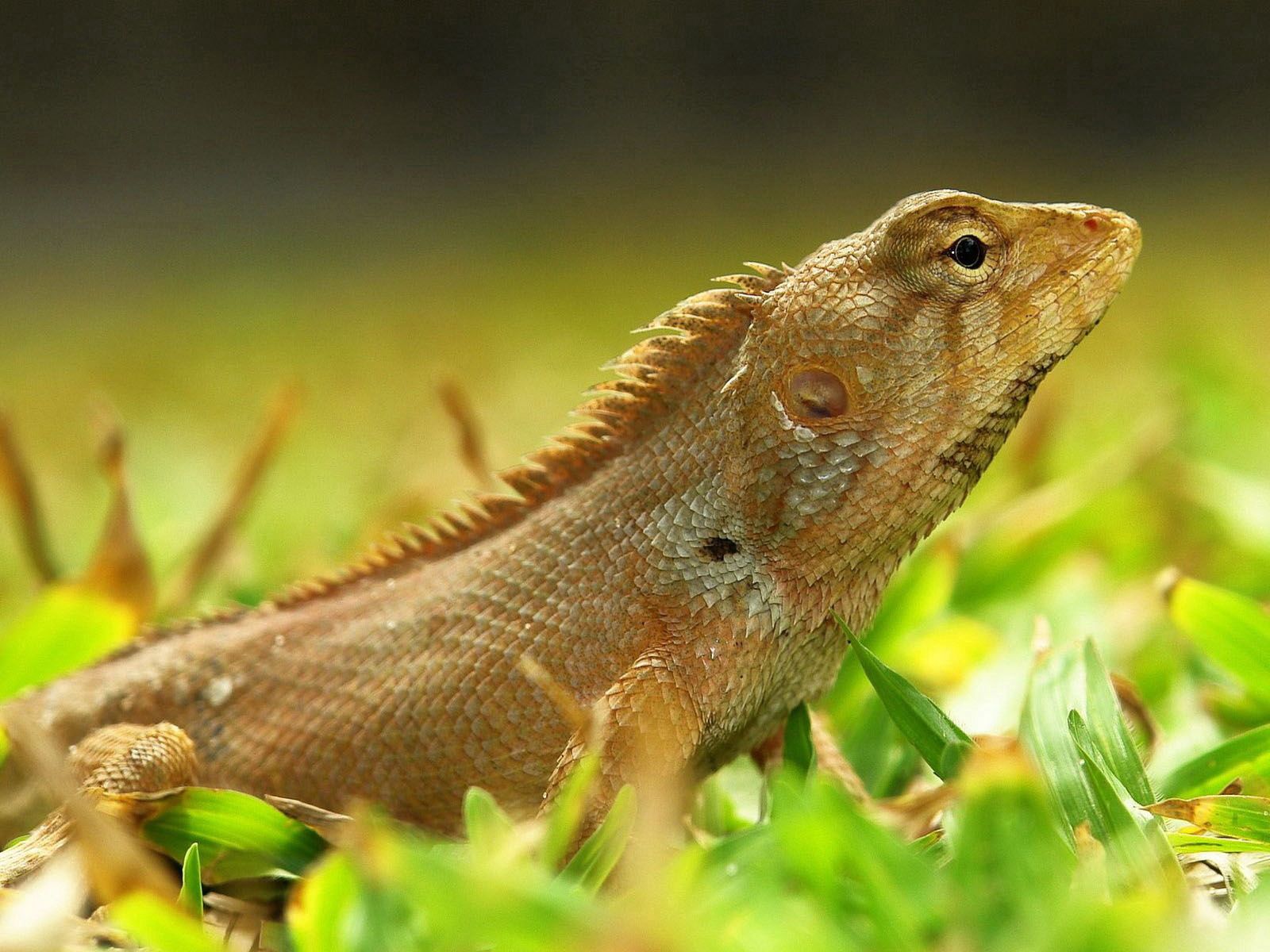 Free download wallpaper Animals, Grass, Color, Lizard, Reptile on your PC desktop