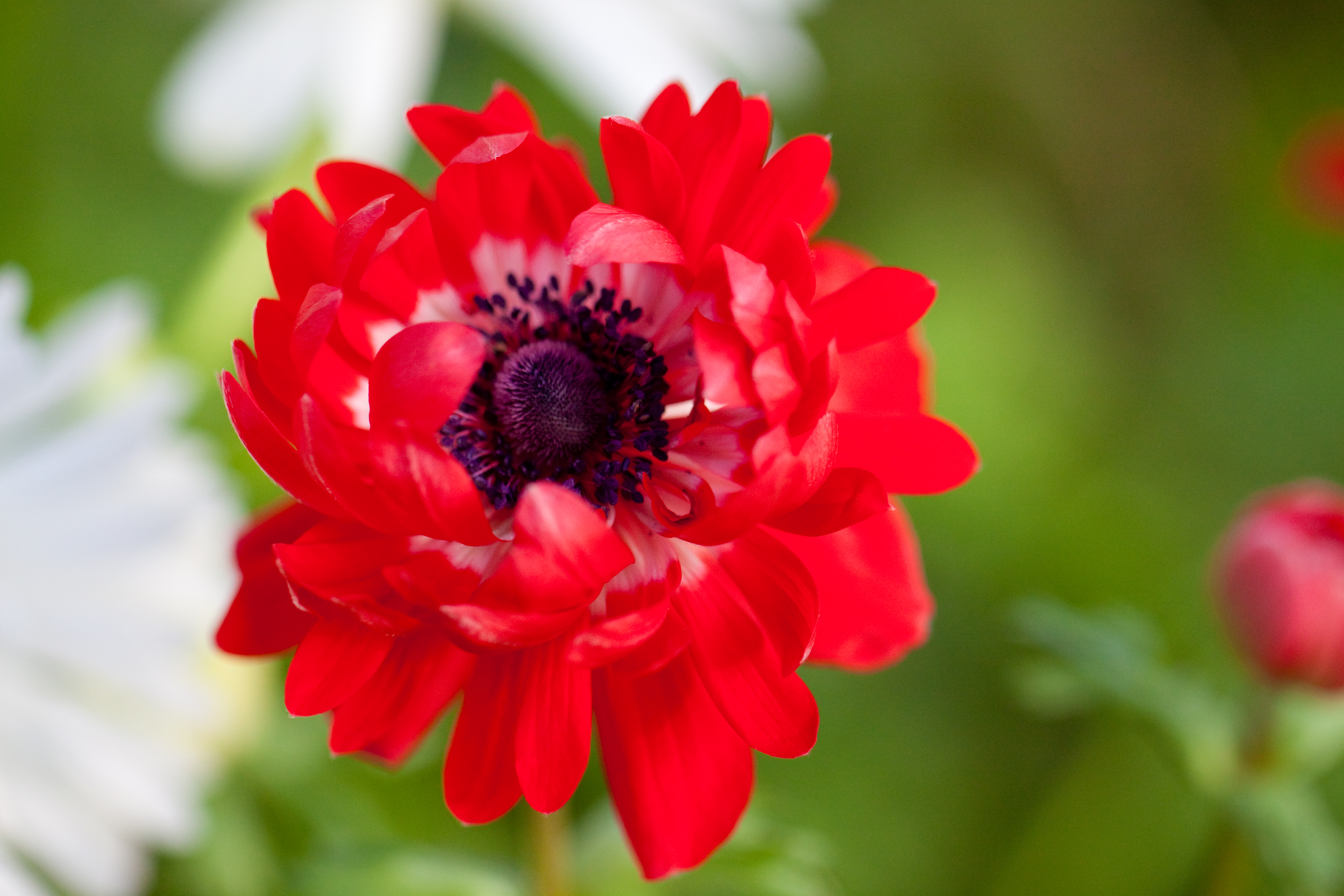 Download mobile wallpaper Nature, Flowers, Flower, Macro, Earth, Anemone, Red Flower for free.