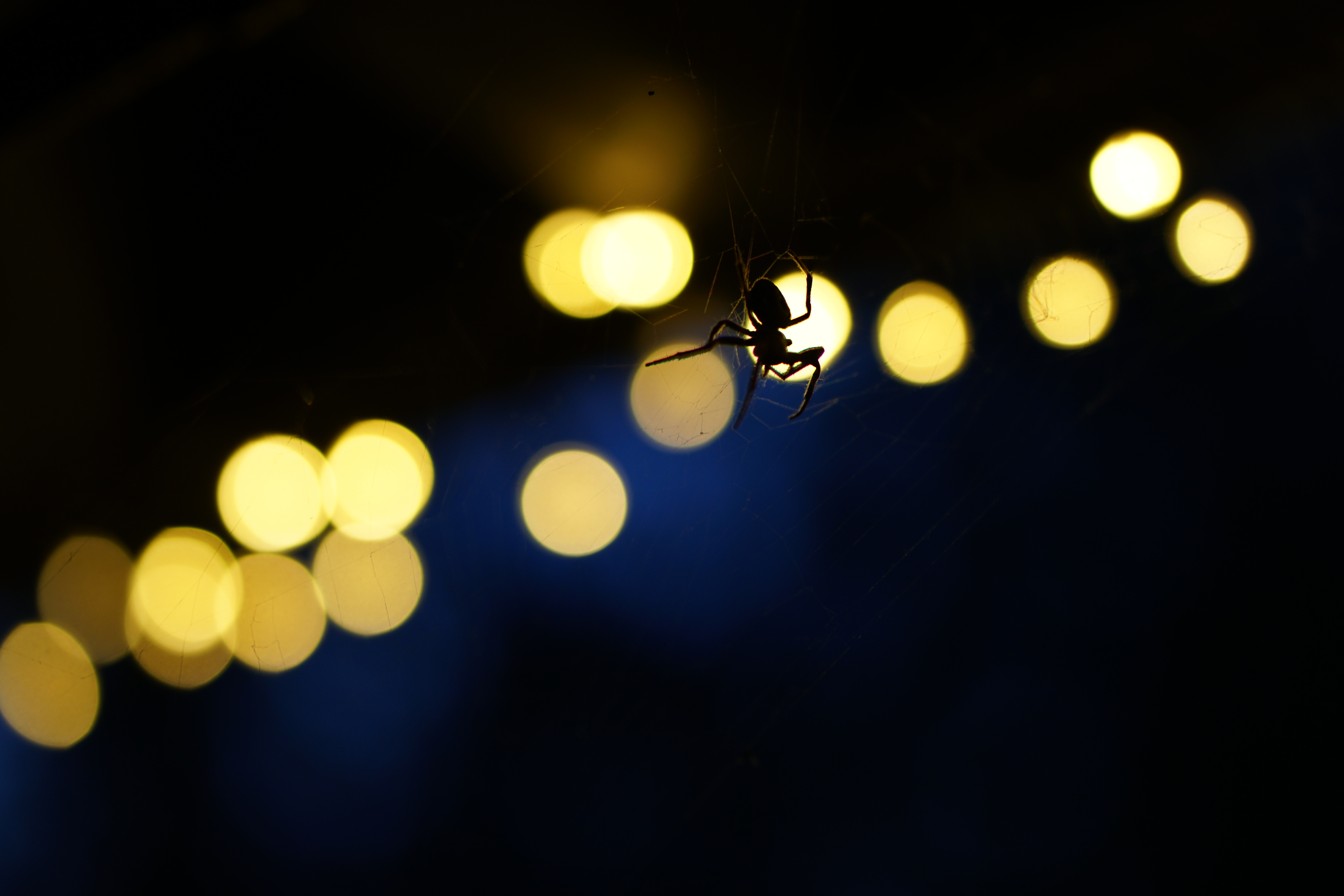Free download wallpaper Insect, Spider, Animals, Web, Glare, Dark on your PC desktop