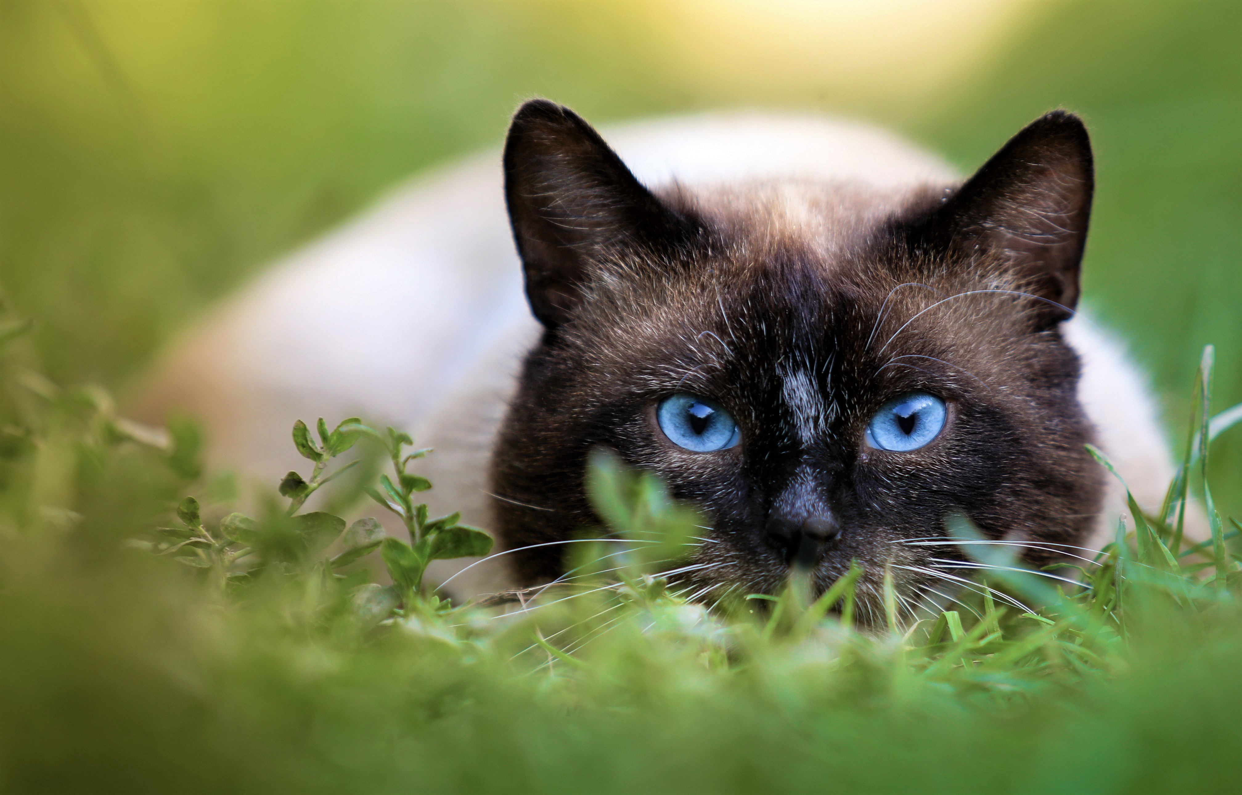 無料モバイル壁紙動物, 草, ネコ, 猫, 青い目をダウンロードします。