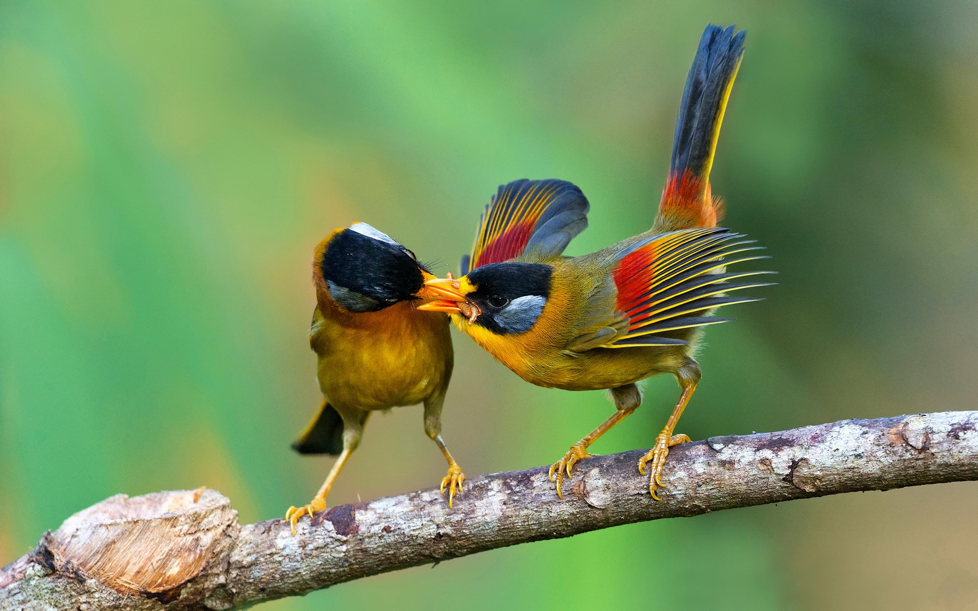 PCデスクトップに動物, 鳥画像を無料でダウンロード