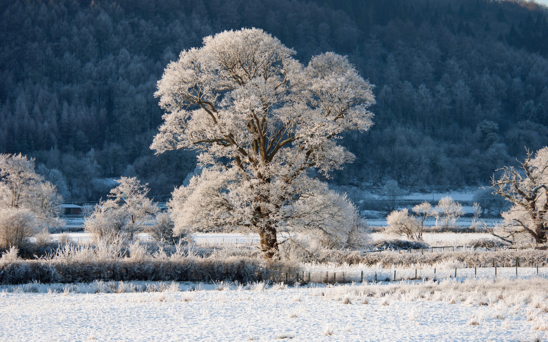 Download mobile wallpaper Winter, Earth for free.