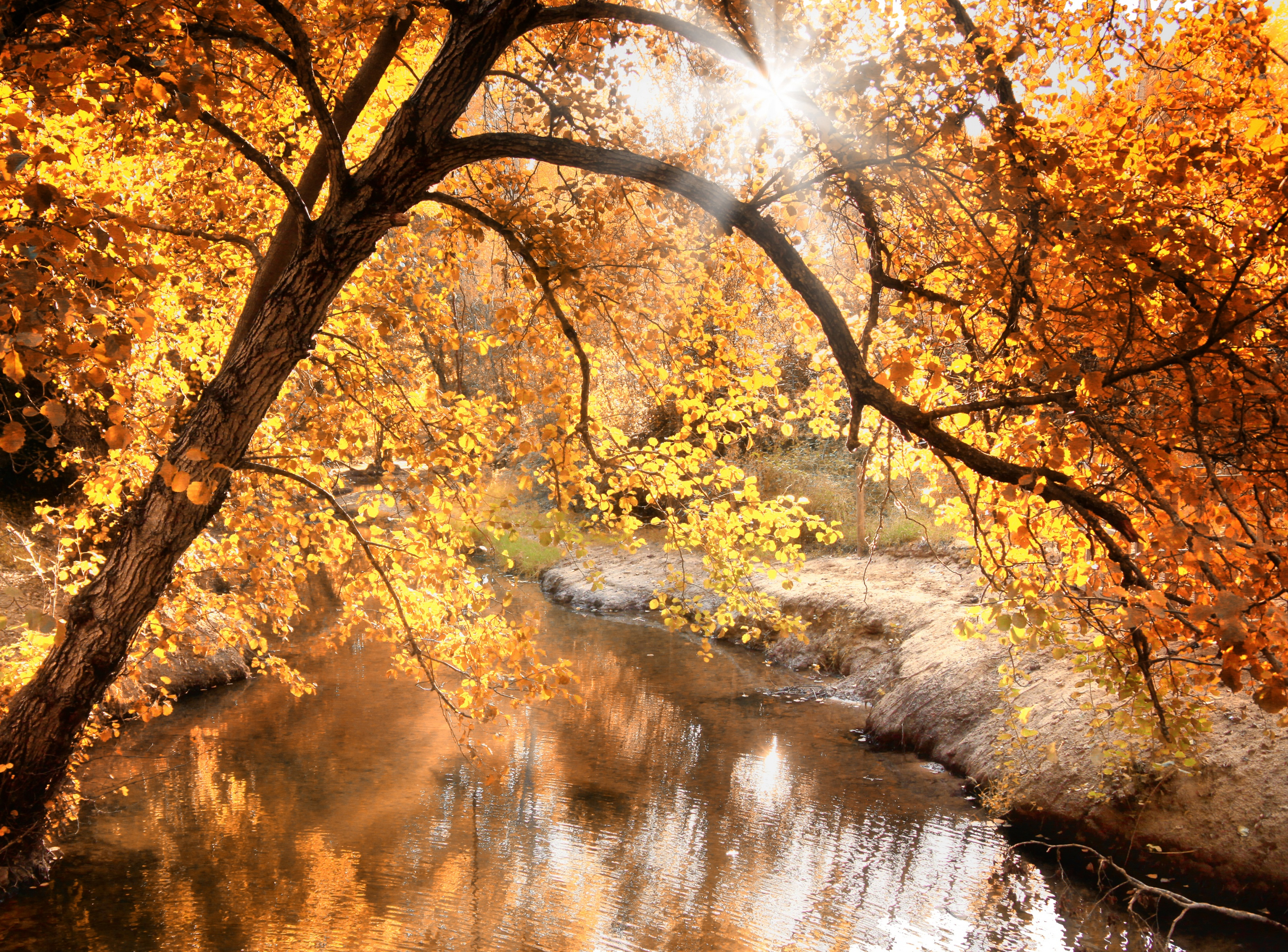 Скачать обои бесплатно Деревья, Осень, Дерево, Пруд, Земля/природа картинка на рабочий стол ПК