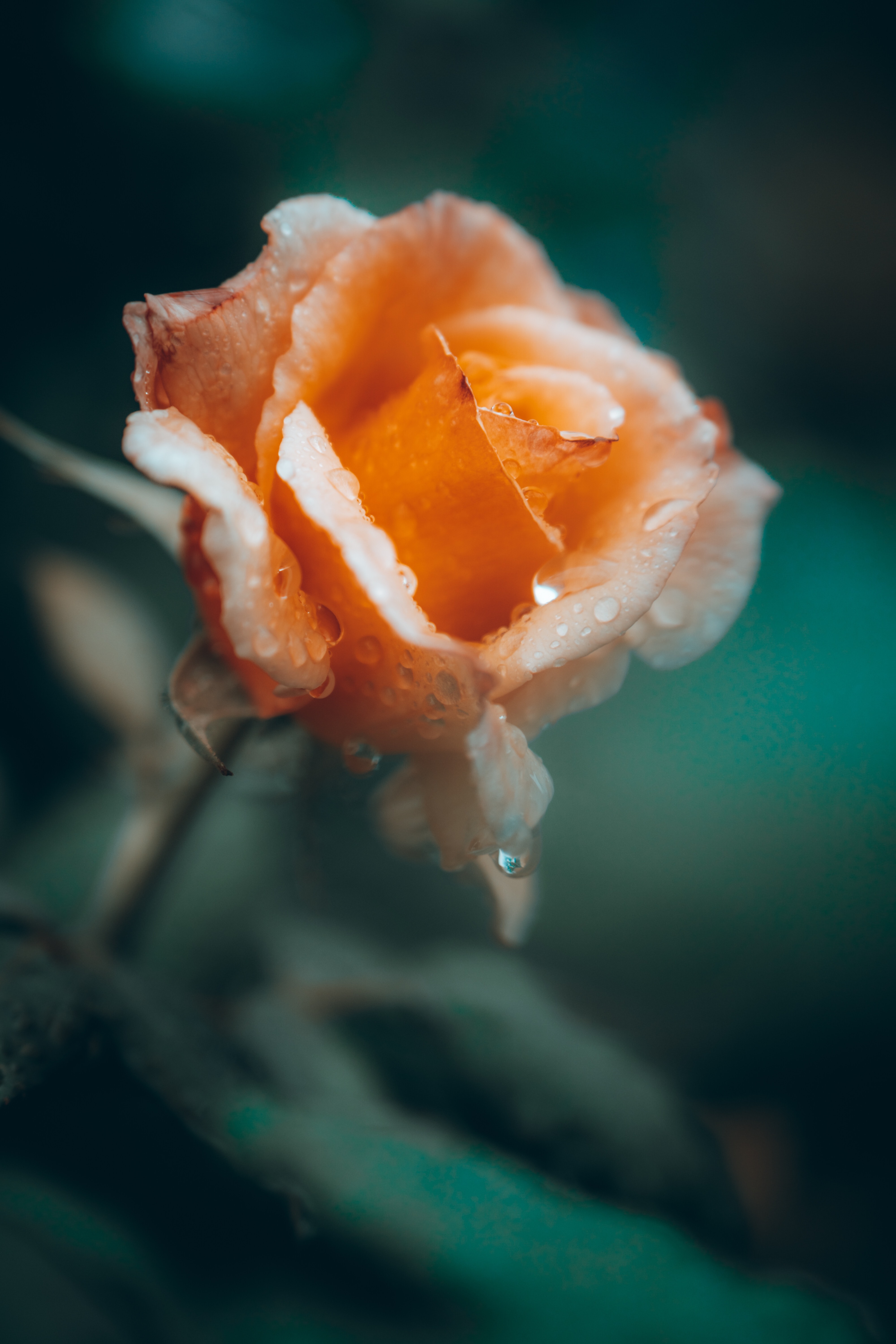 Free download wallpaper Flower, Flowers, Drops, Rose Flower, Rose, Petals, Wet on your PC desktop