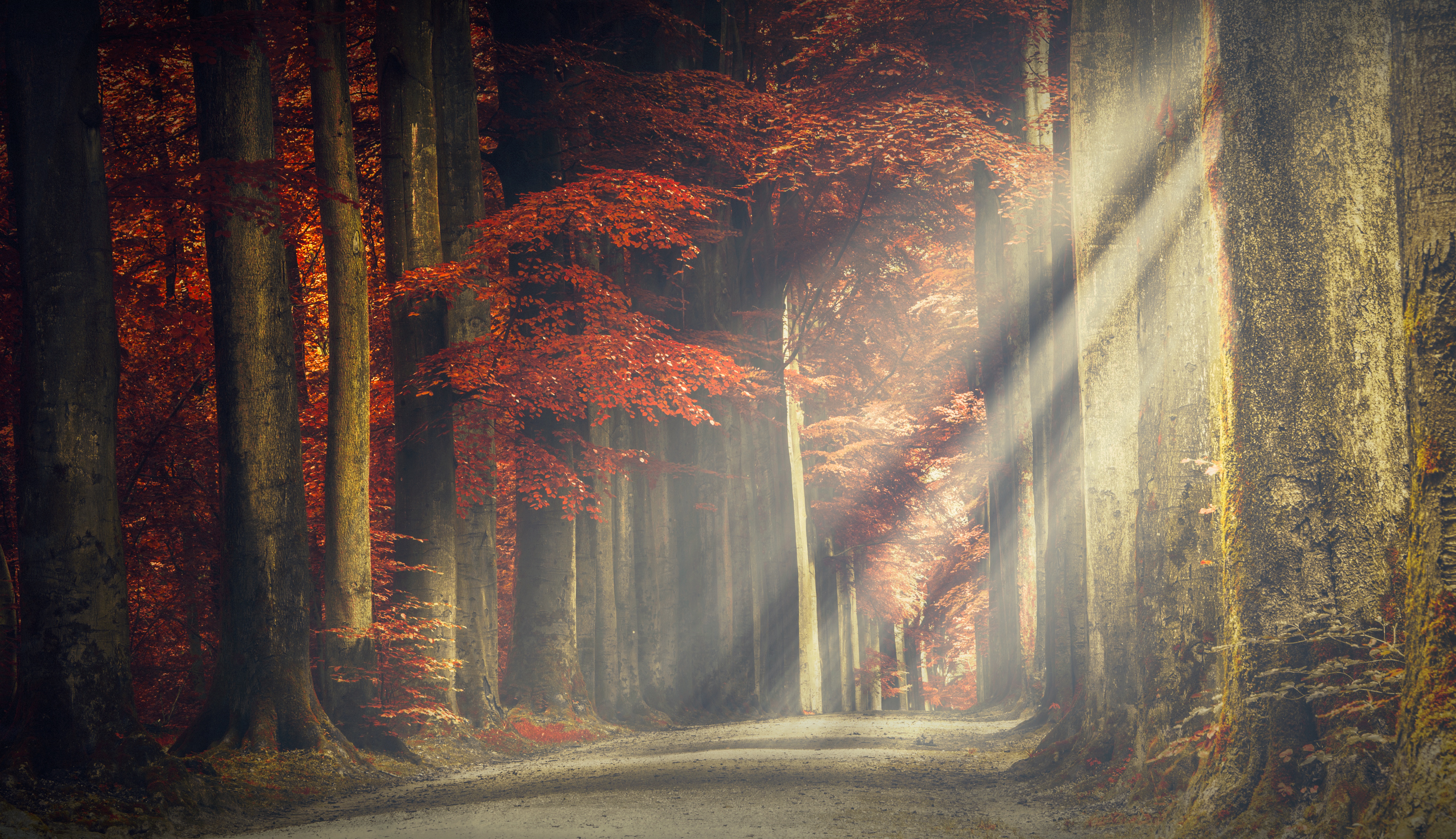 Laden Sie das Natur, Herbst, Straße, Sonnenstrahl, Menschengemacht-Bild kostenlos auf Ihren PC-Desktop herunter