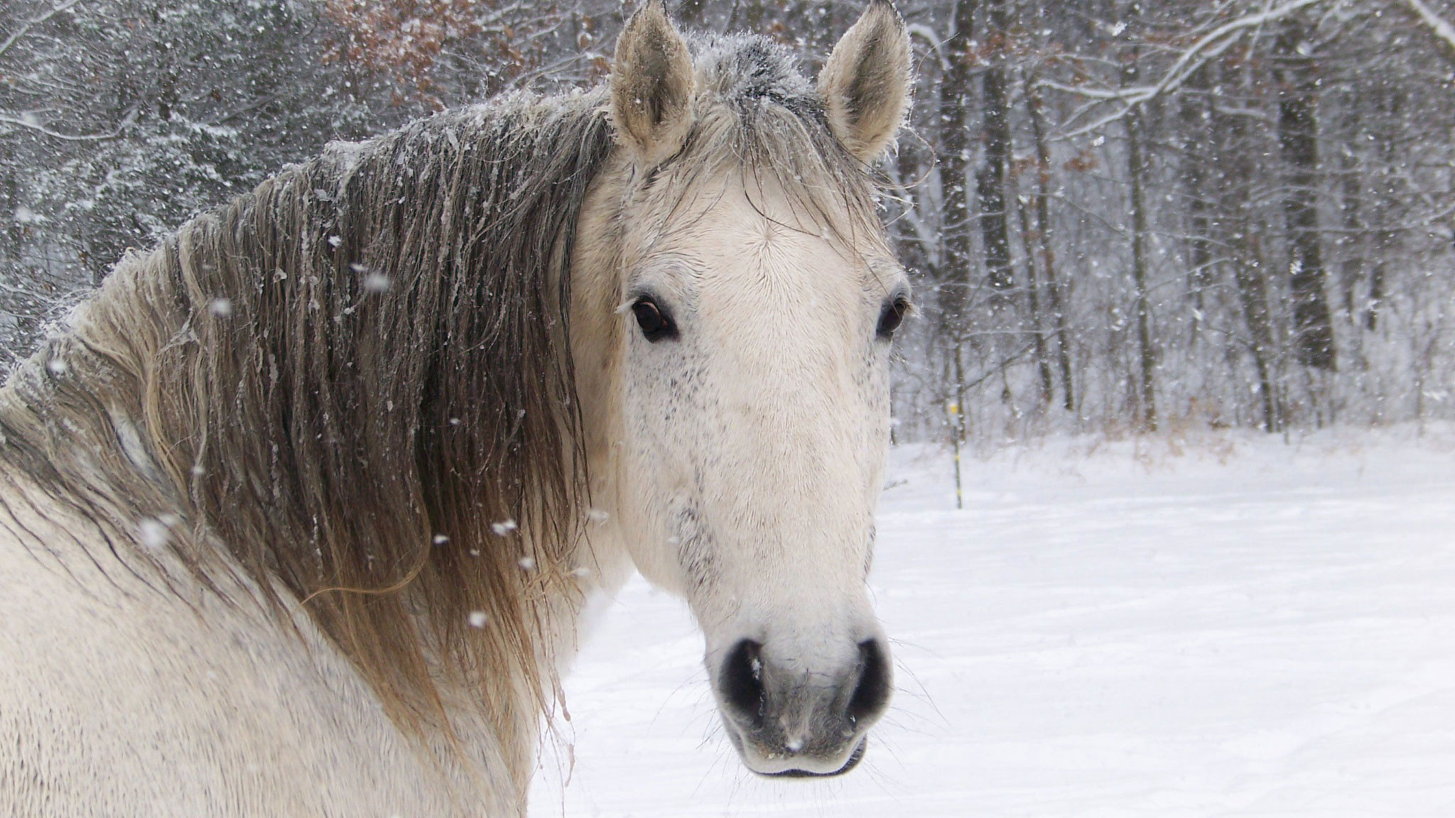 Descarga gratis la imagen Animales, Caballo en el escritorio de tu PC