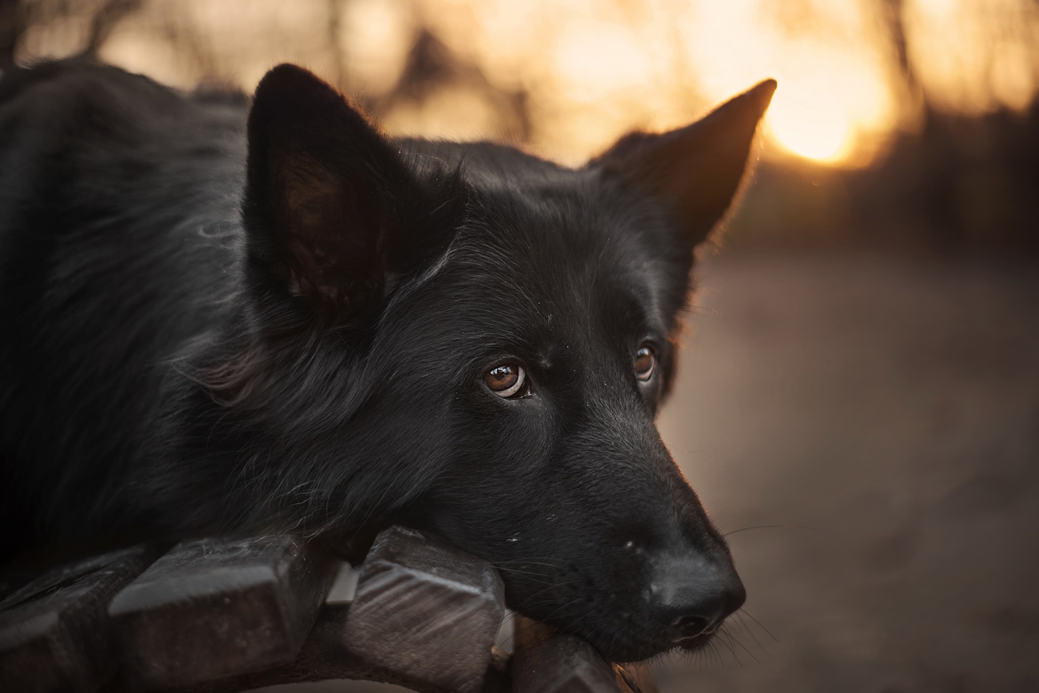 Descarga gratuita de fondo de pantalla para móvil de Animales, Perros, Perro, Profundidad De Campo.