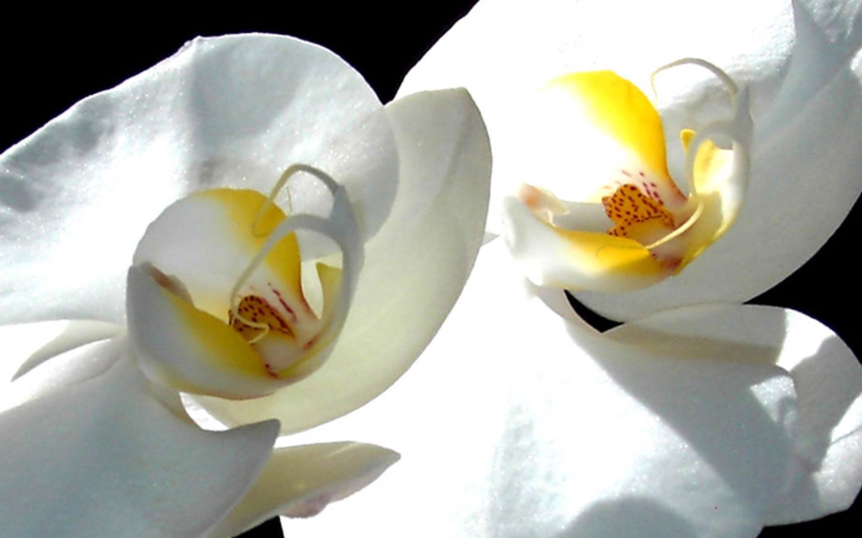 Скачать обои Белая Орхидея на телефон бесплатно