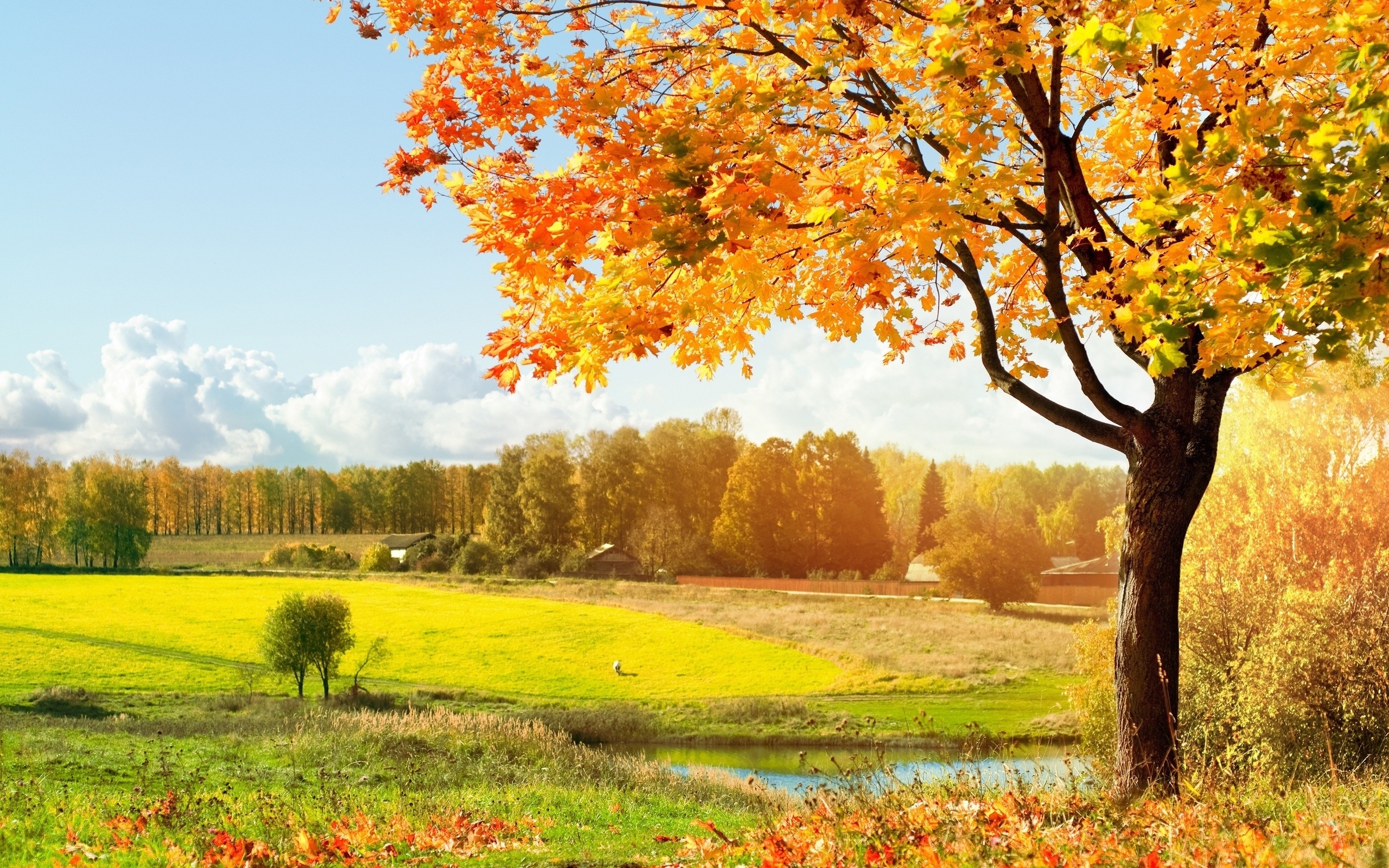 Handy-Wallpaper Landschaft, Bäume, Felder, Herbst kostenlos herunterladen.