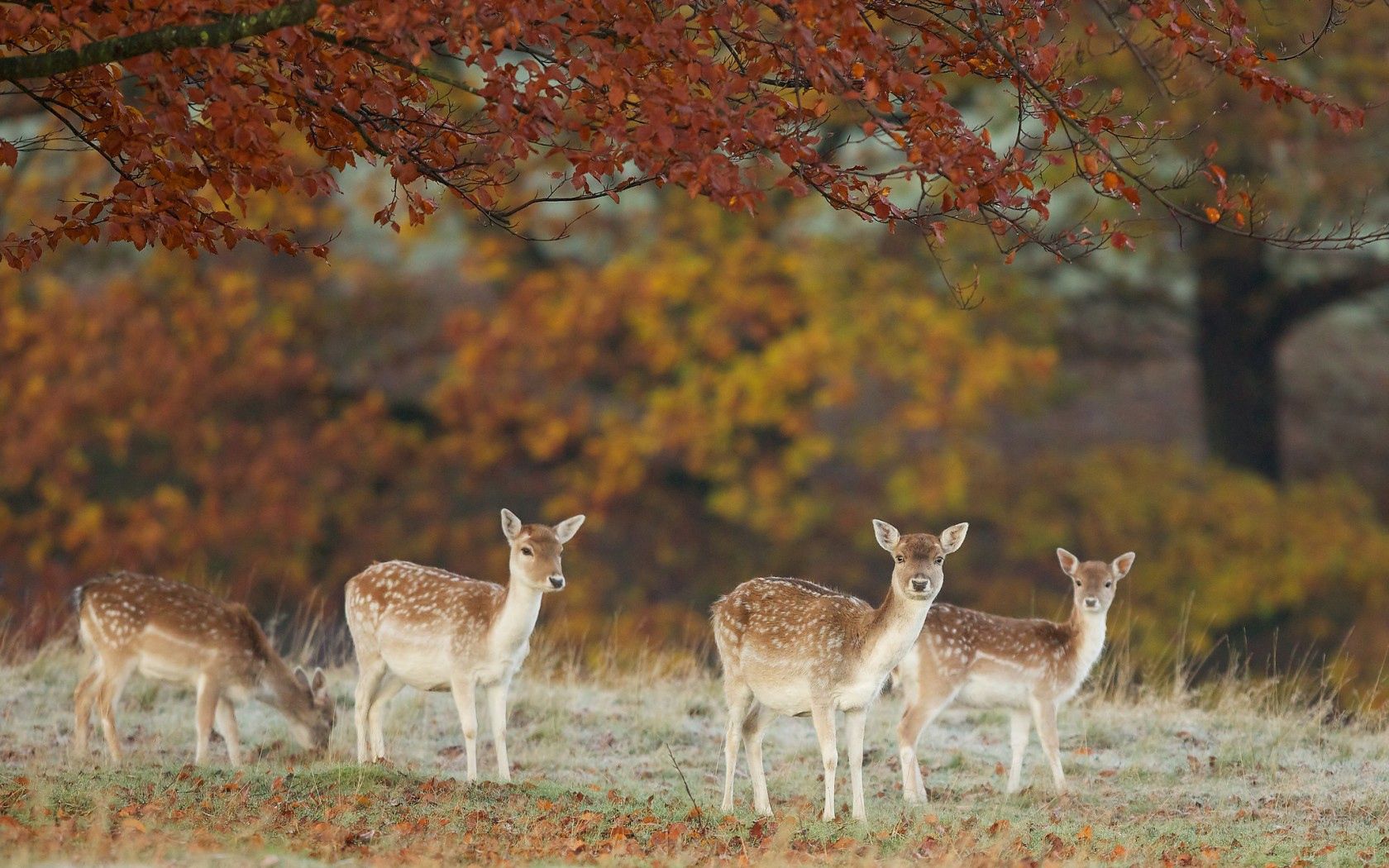deers, animals, nature, autumn, leaves