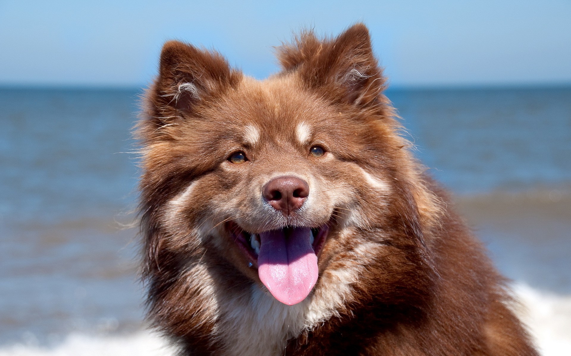 Téléchargez gratuitement l'image Chiens, Chien, Animaux sur le bureau de votre PC