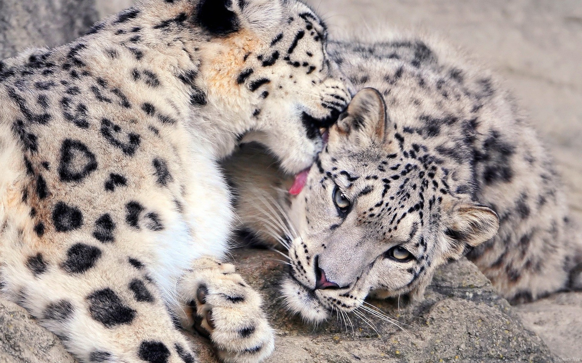 Download mobile wallpaper Snow Leopard, Animal for free.