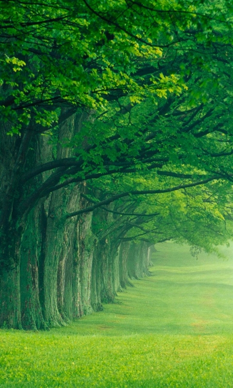 Скачать картинку Лес, Зеленый, Земля/природа в телефон бесплатно.