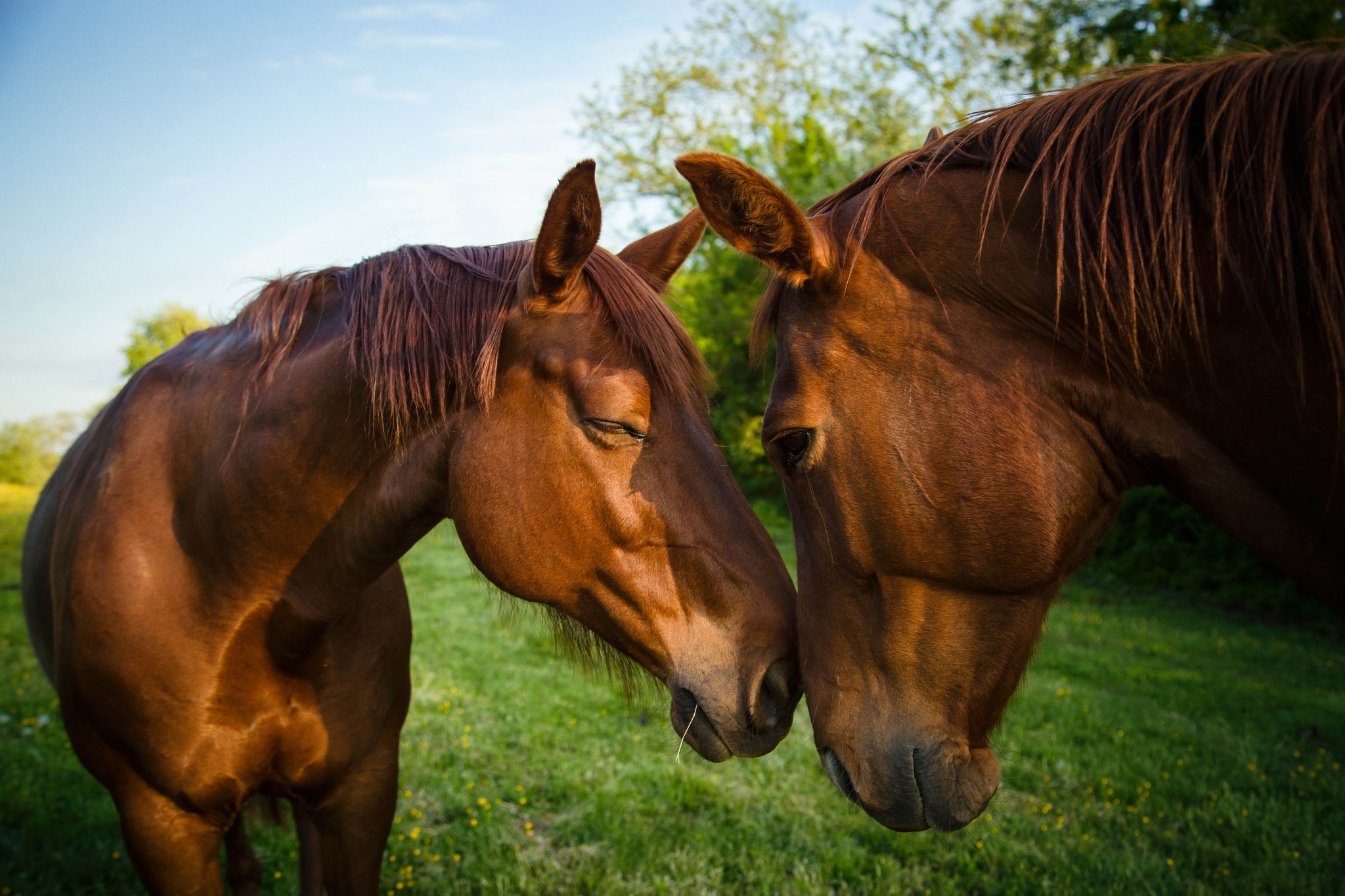 Téléchargez gratuitement l'image Animaux, Cheval sur le bureau de votre PC